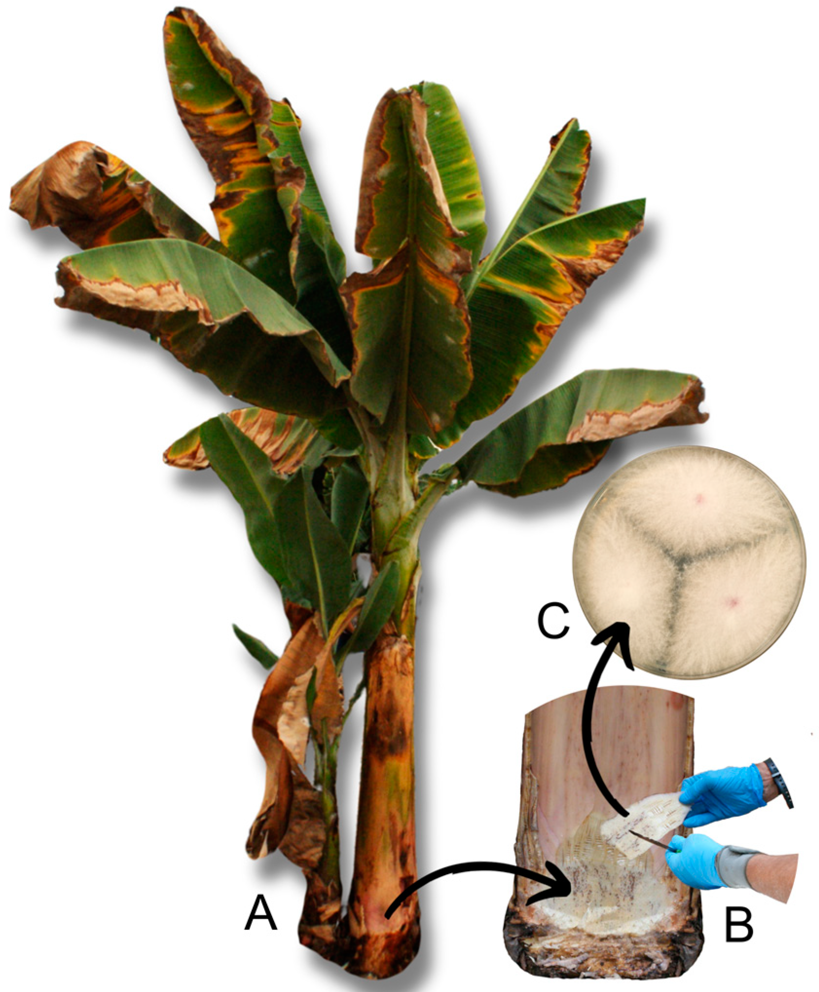 Agriculture 14 02016 g001 Agriculture 14 02016 g001