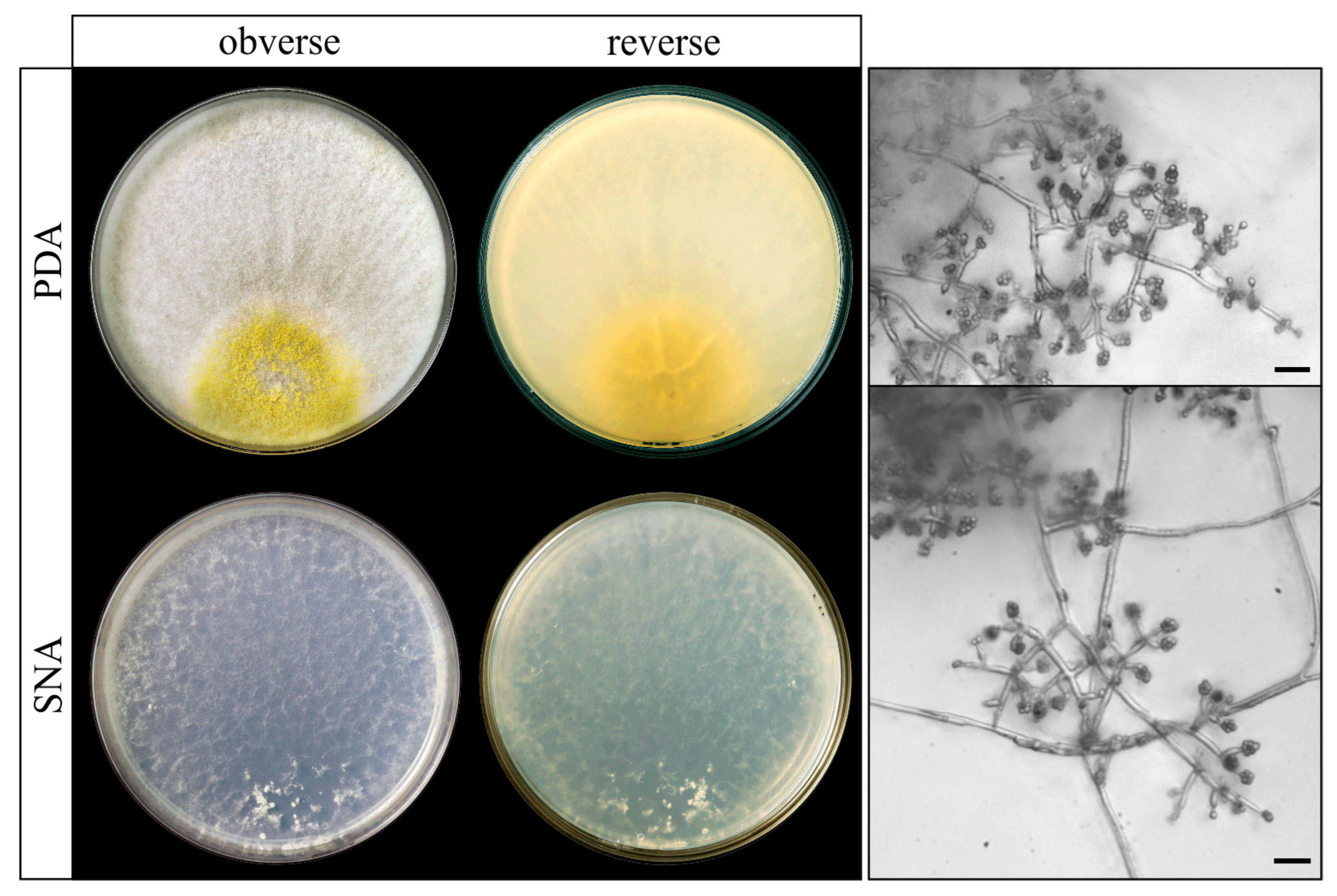 Agriculture 14 02016 g007 Agriculture 14 02016 g007