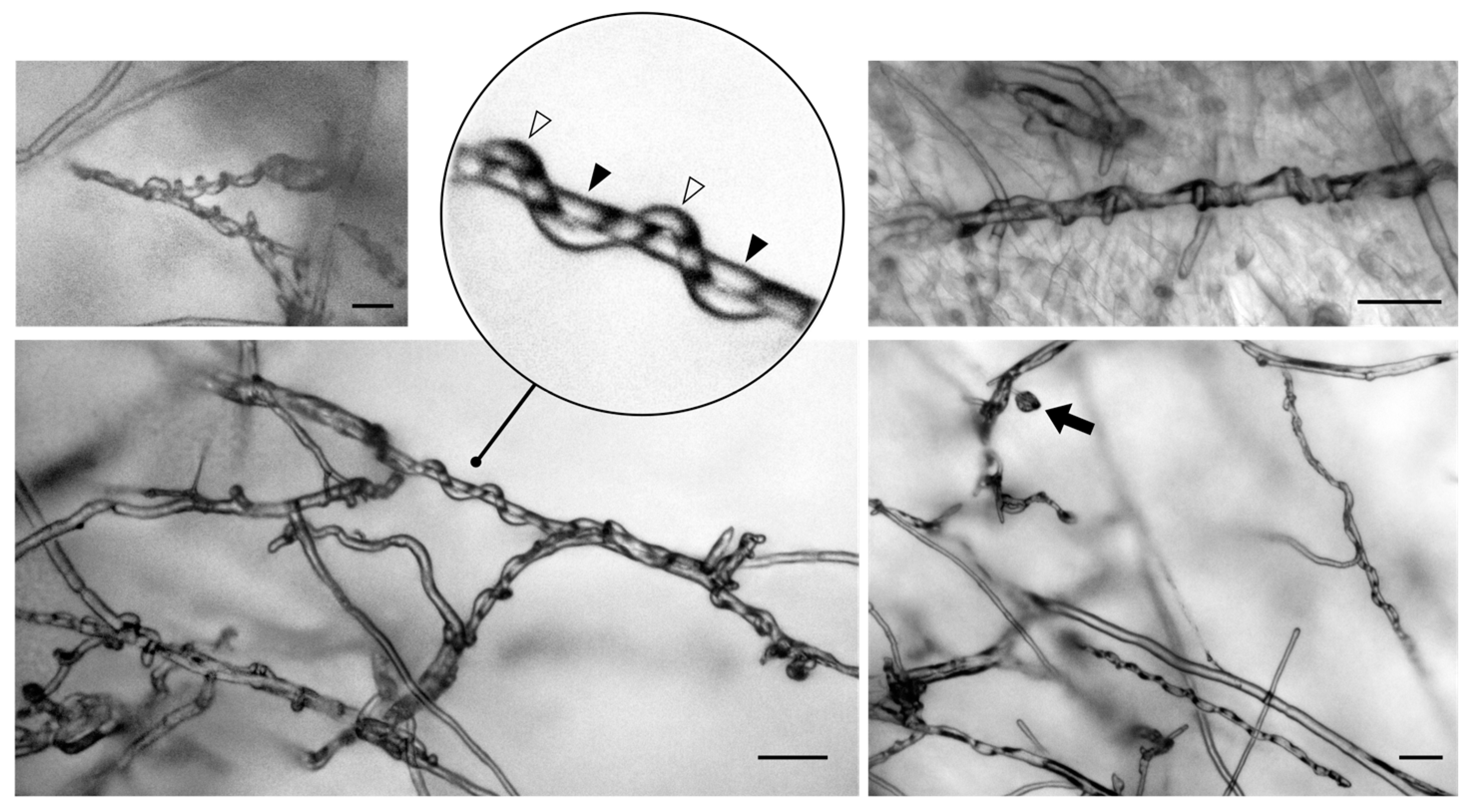 Agriculture 14 02016 g008 Agriculture 14 02016 g008