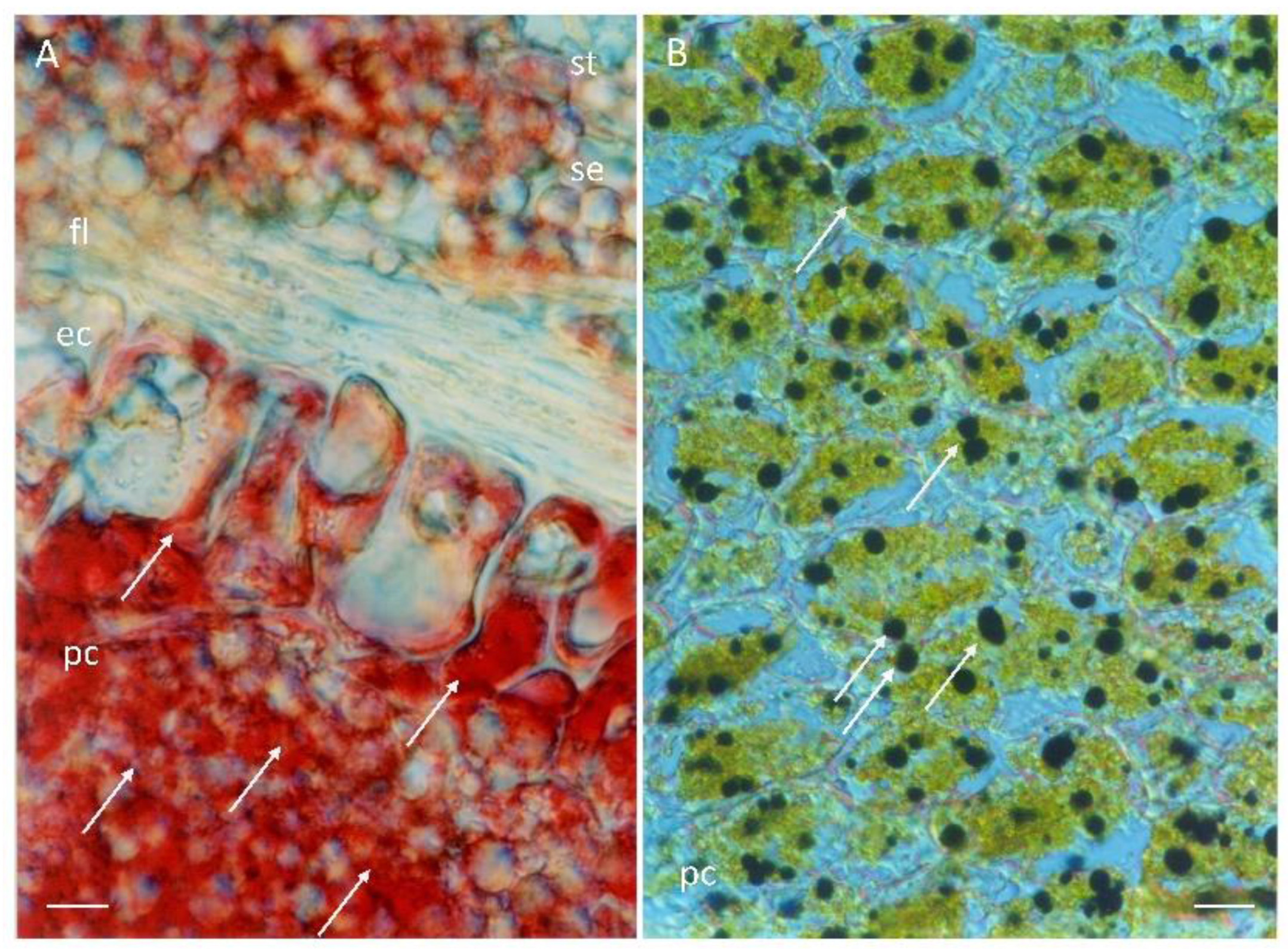 Agriculture 14 02025 g003 Agriculture 14 02025 g003