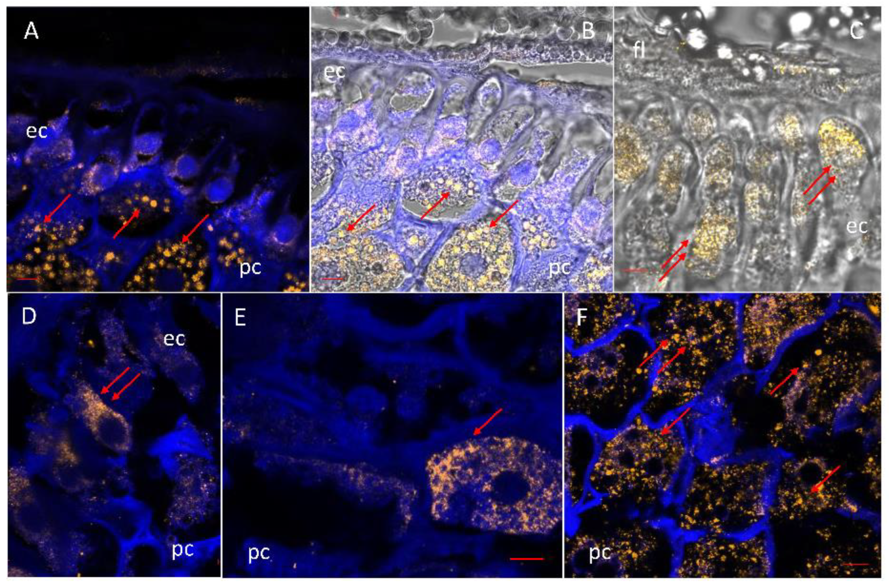 Agriculture 14 02025 g007 Agriculture 14 02025 g007