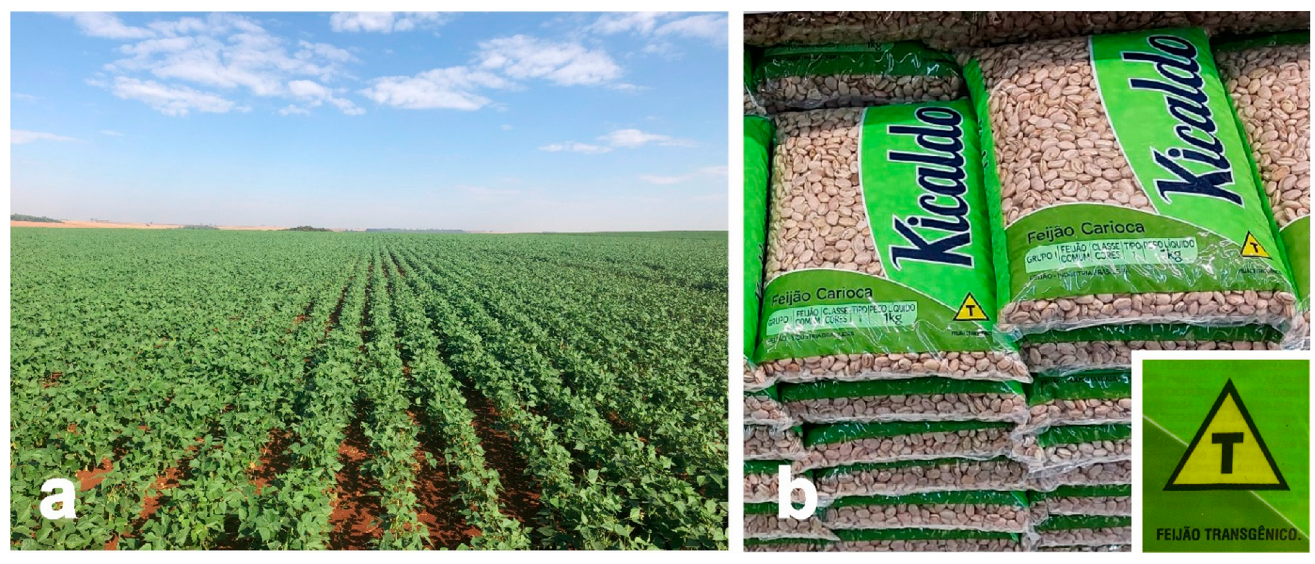 Agriculture 14 02060 g001