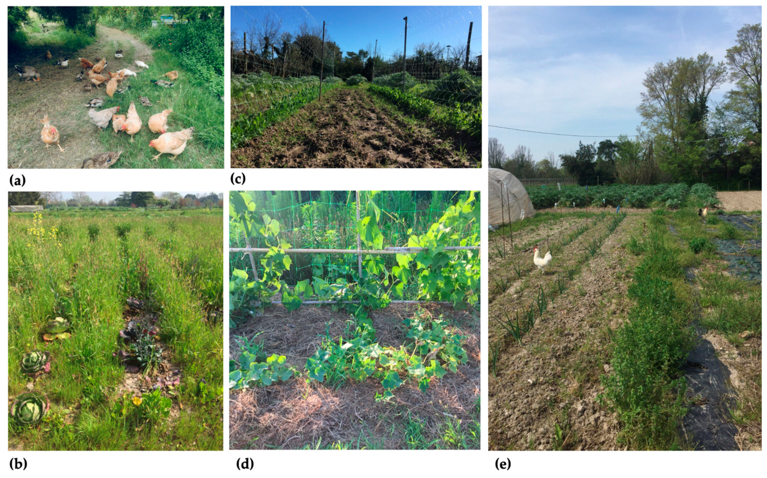 Agriculture 14 02068 g004