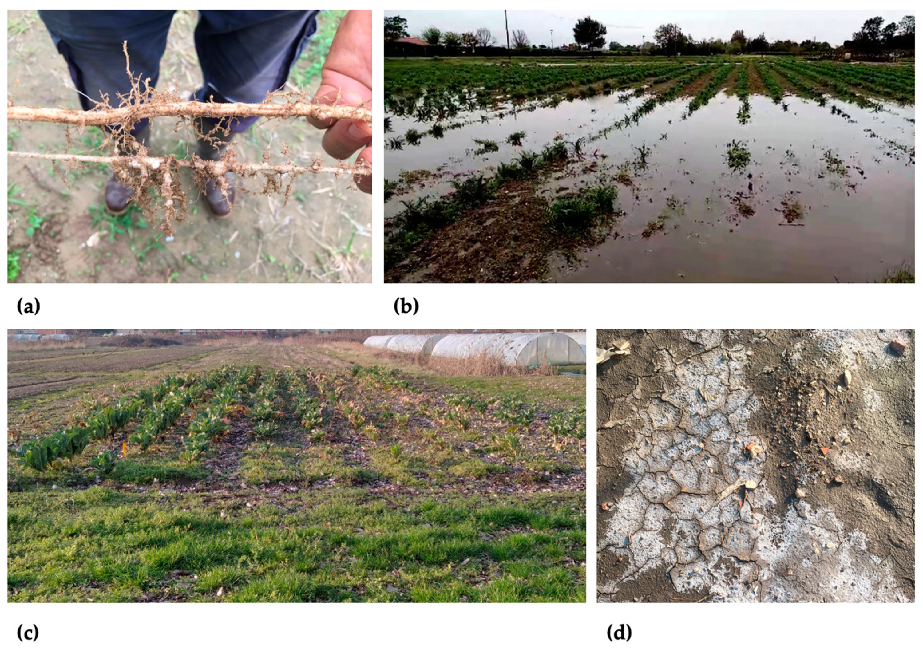 Agriculture 14 02068 g006