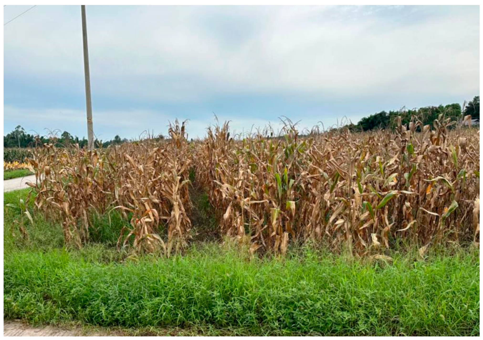 Agriculture 14 02071 g005