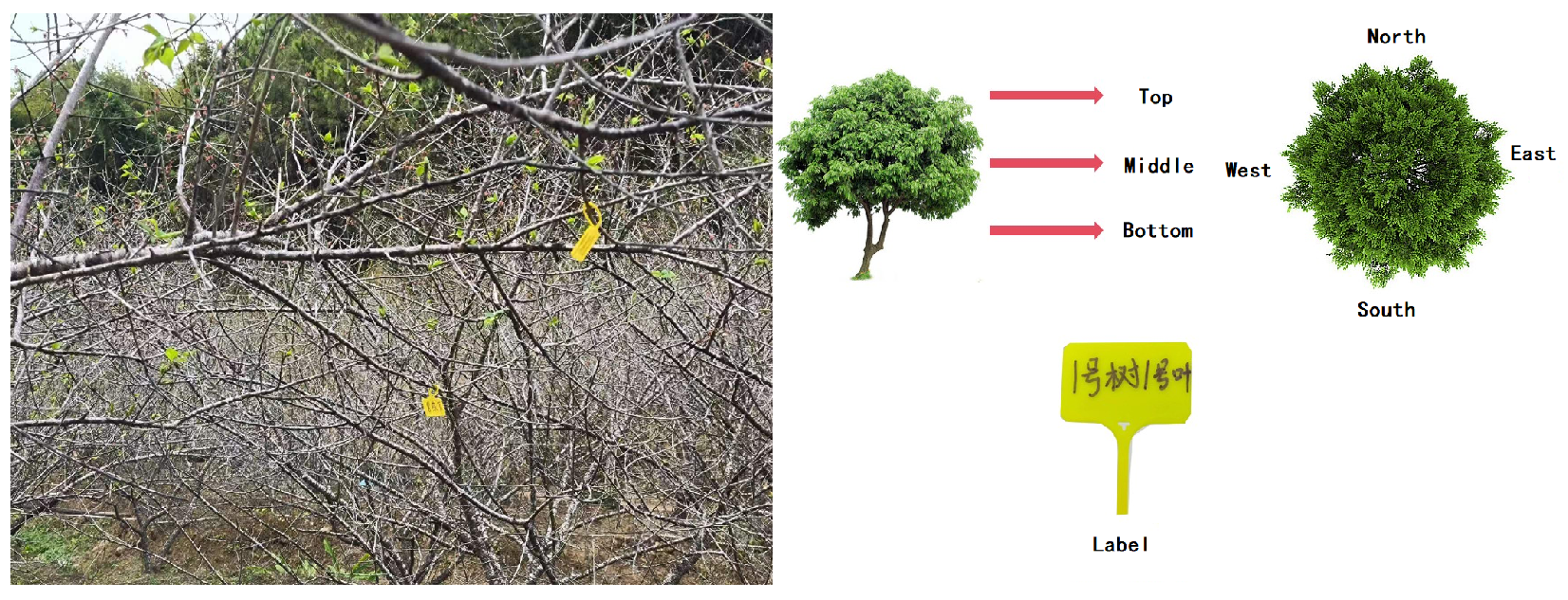 Agriculture 14 02076 g008