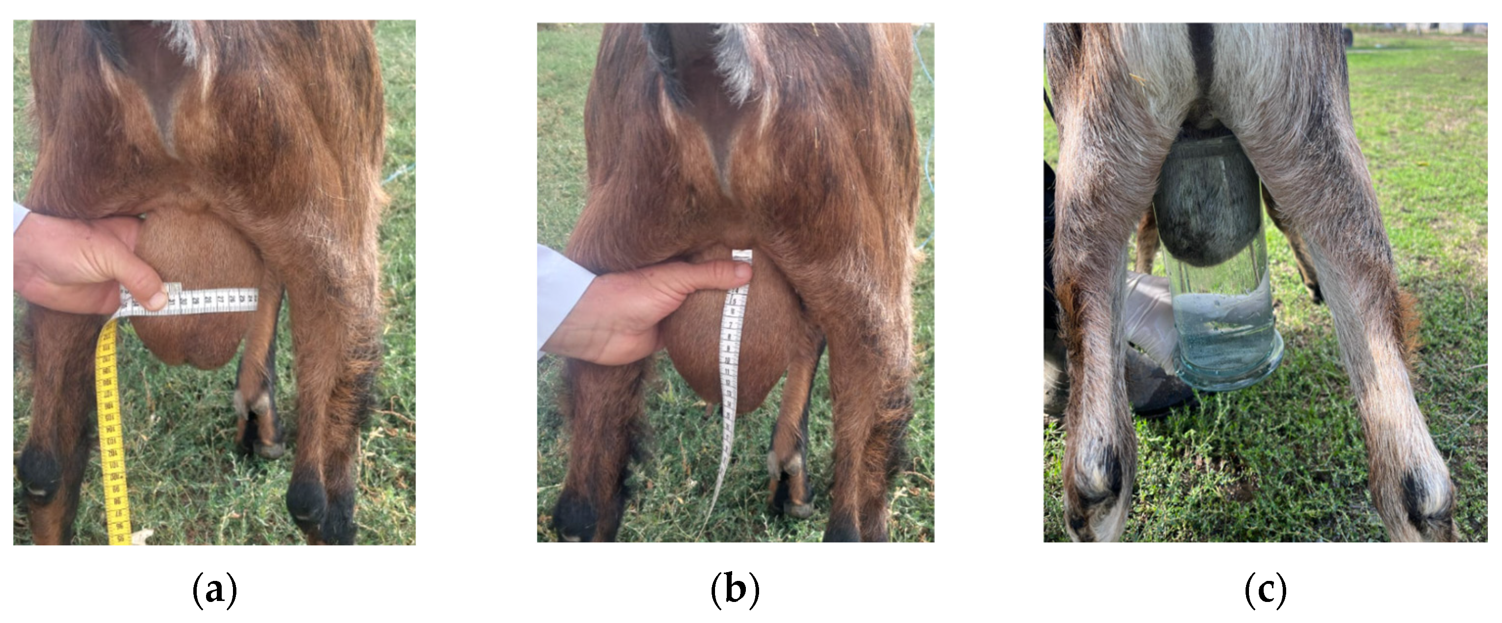 Agriculture 14 02092 g001 Agriculture 14 02092 g001