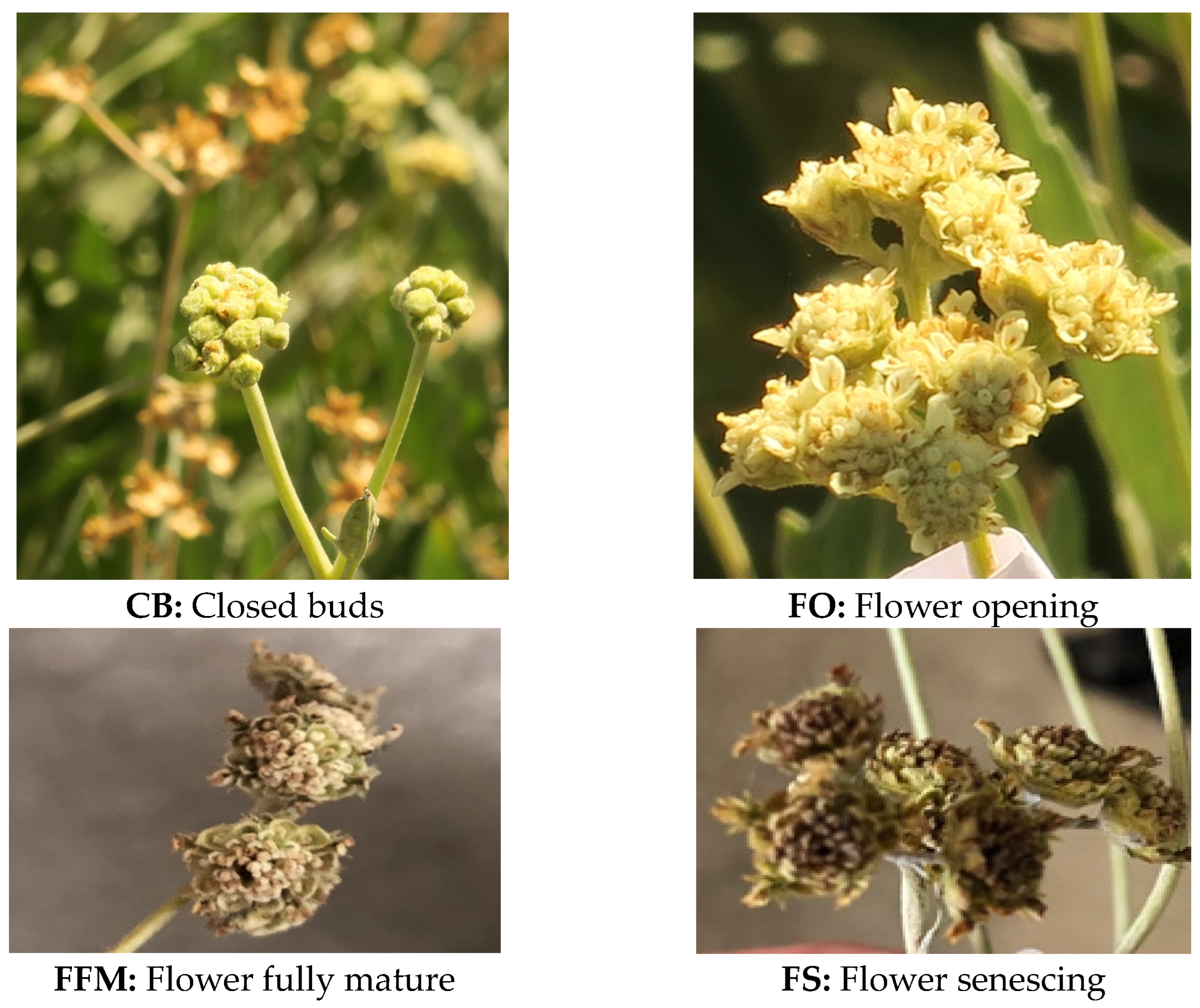 Agriculture 14 02107 g001