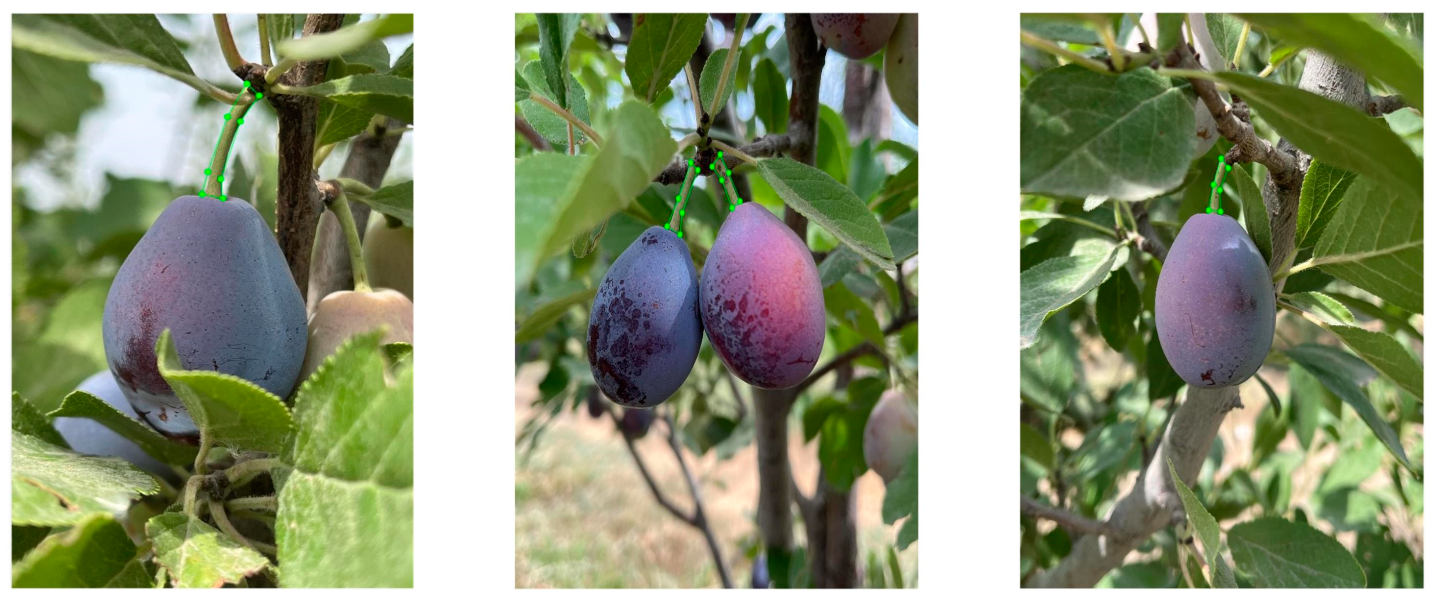 Agriculture 14 02120 g001