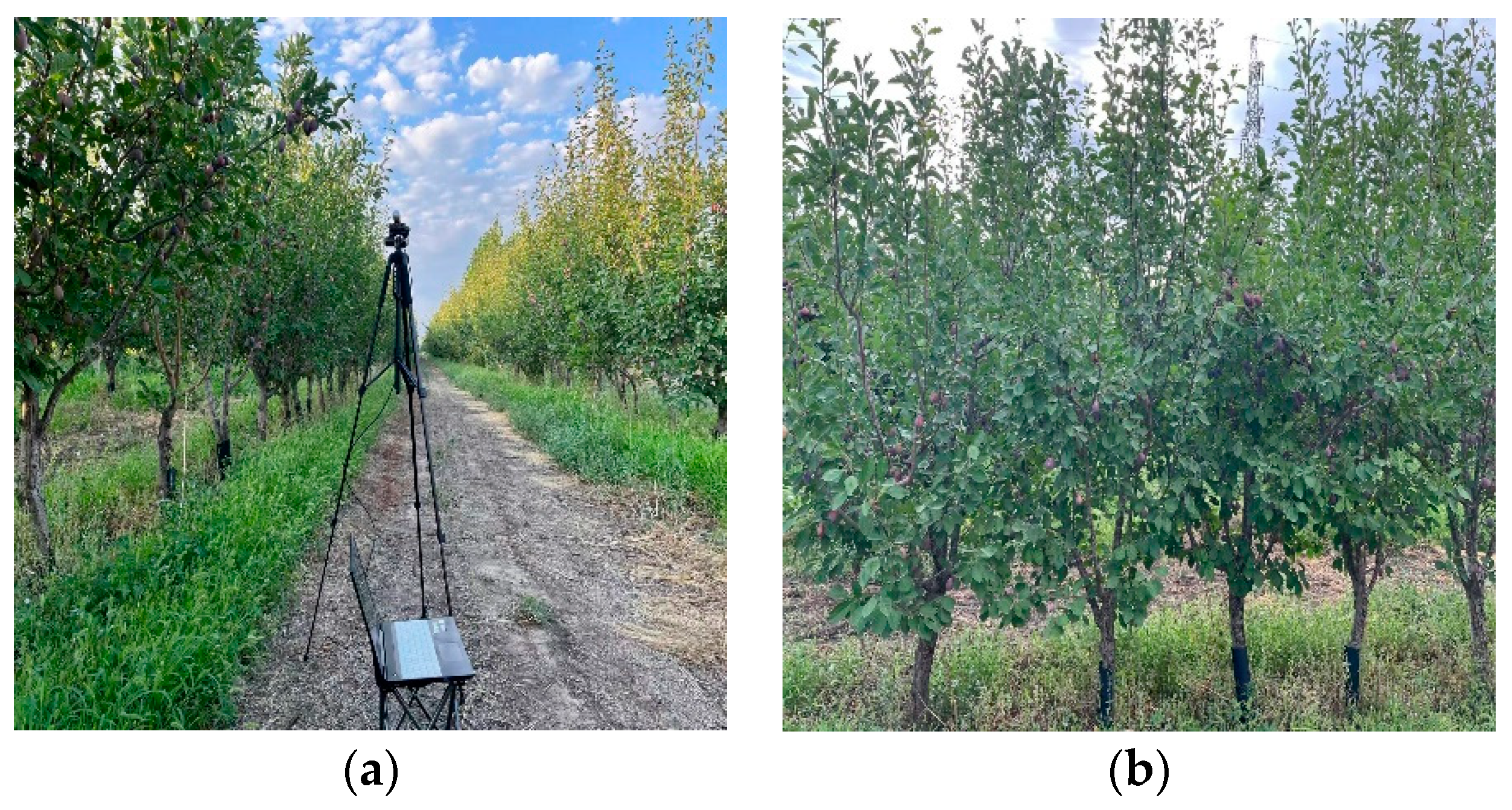 Agriculture 14 02120 g011