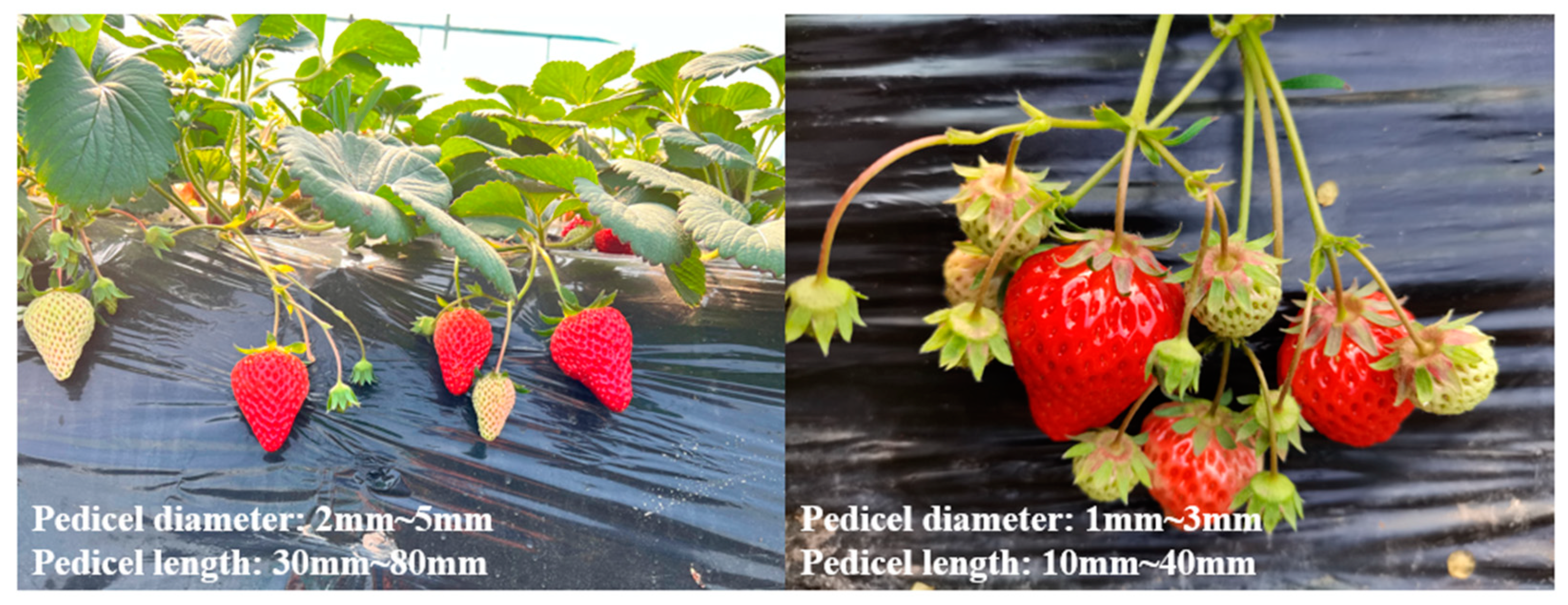 Agriculture 14 02126 g007