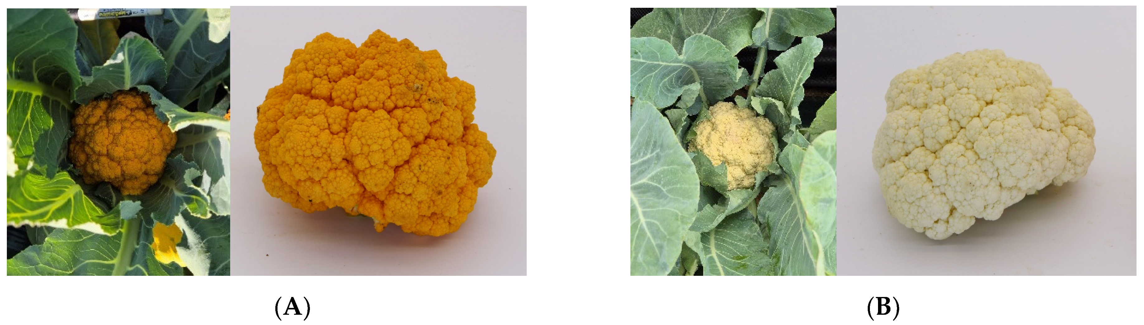 Agriculture 14 02128 g001