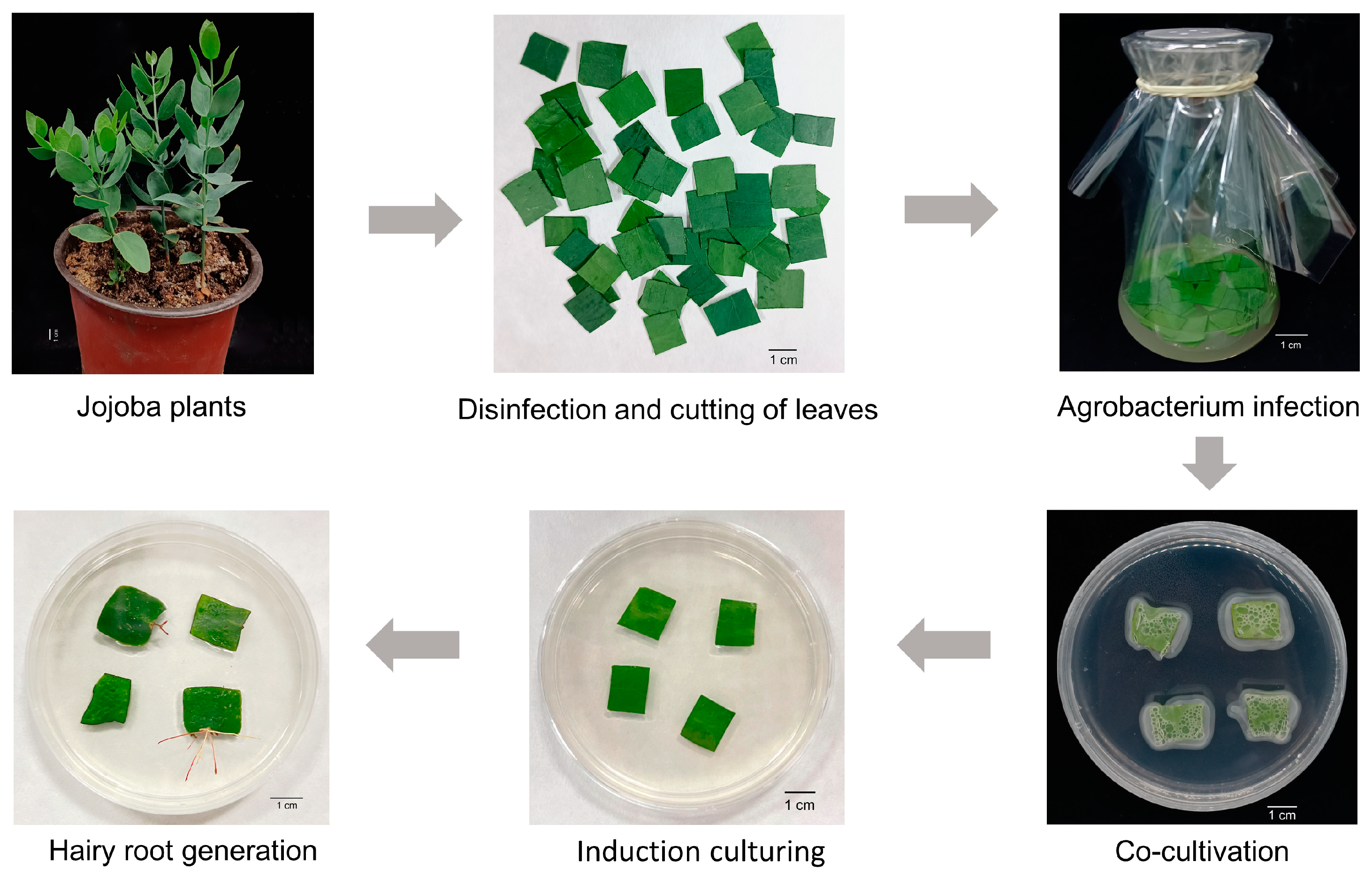 Agriculture 14 02132 g001