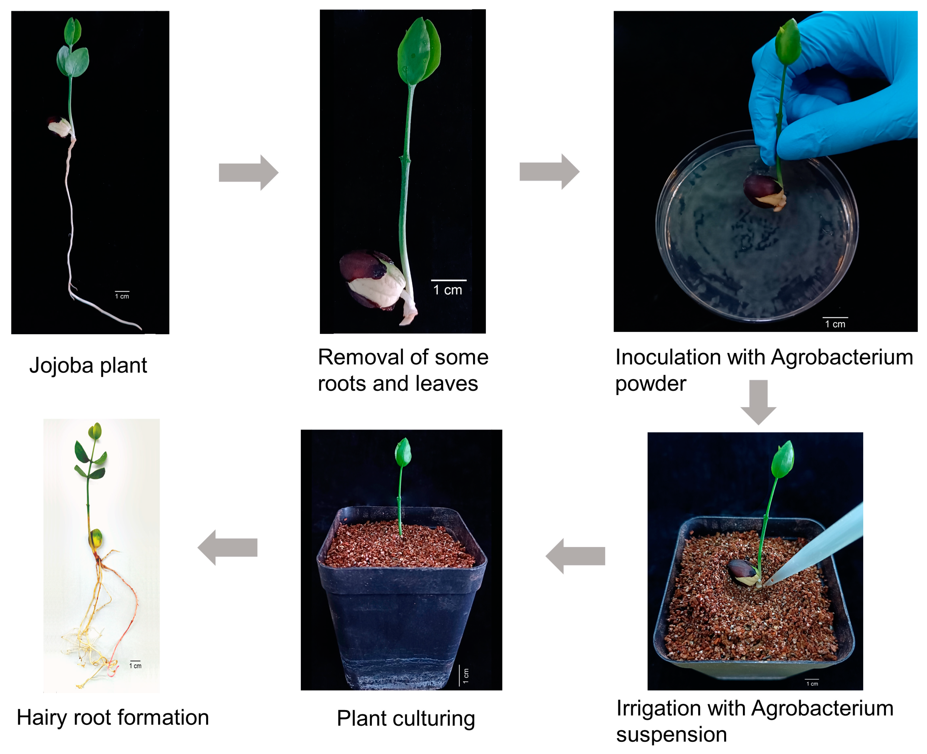 Agriculture 14 02132 g004