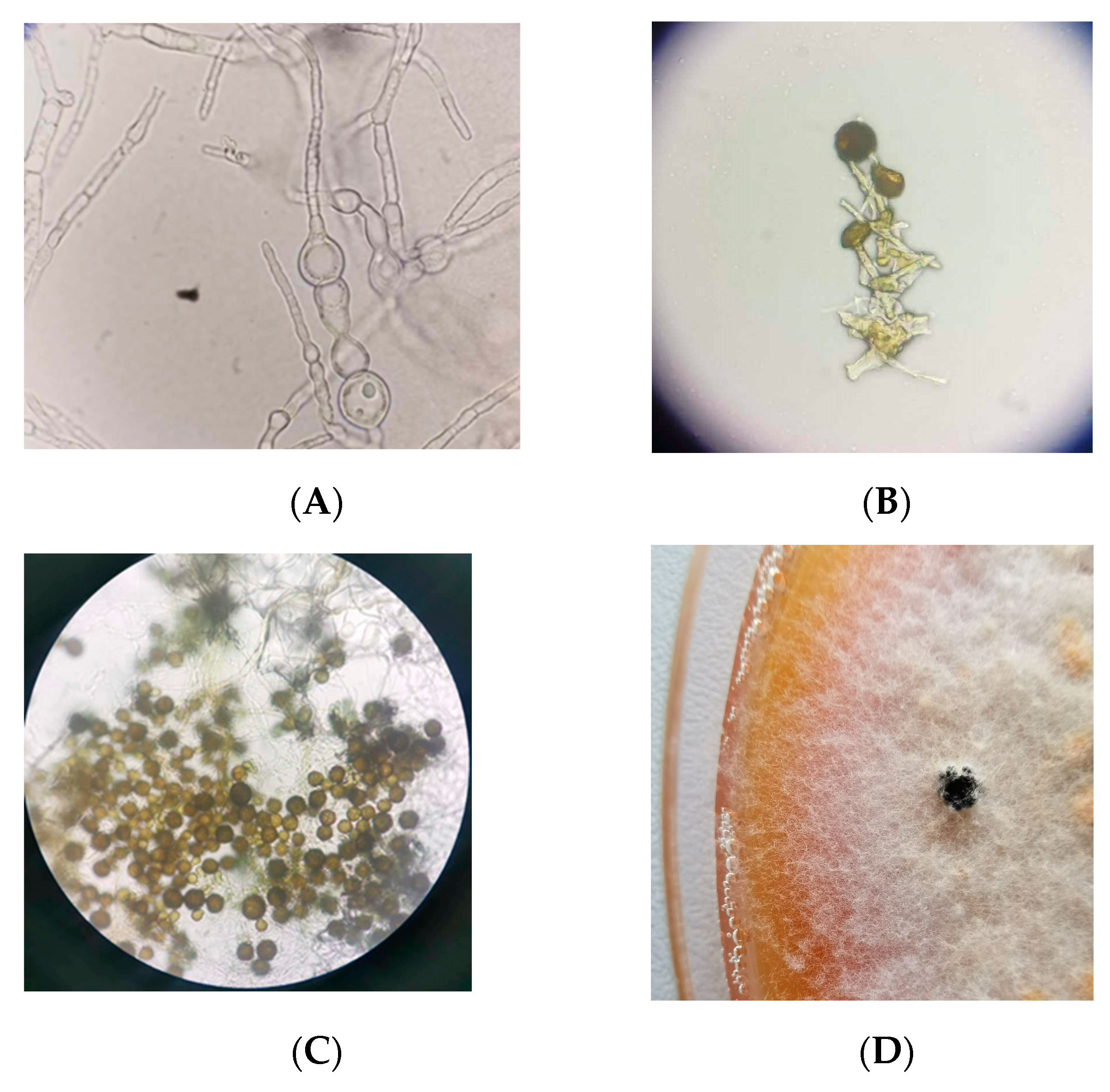 Agriculture 14 02179 g004