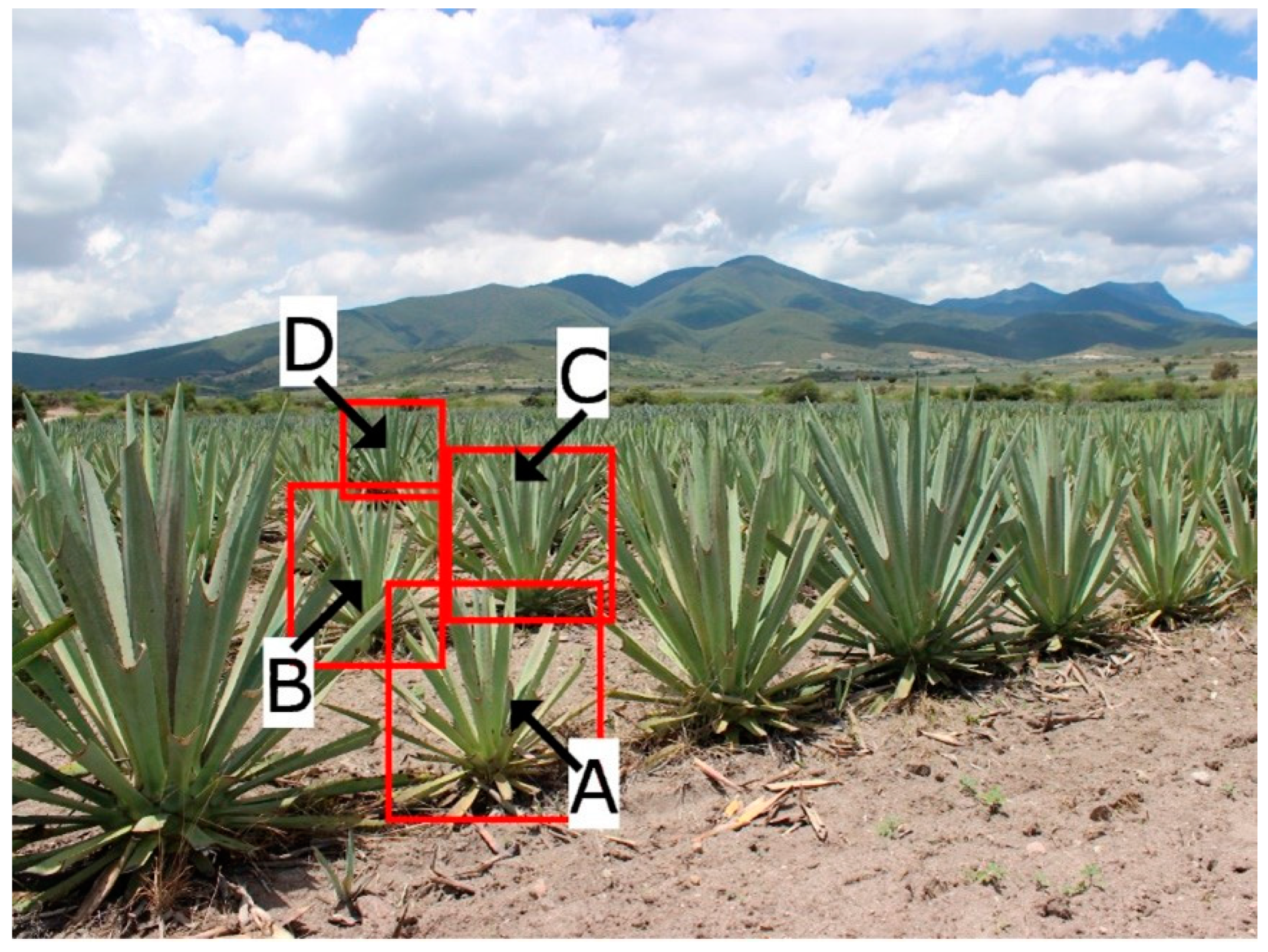 Agriculture 14 02199 g001