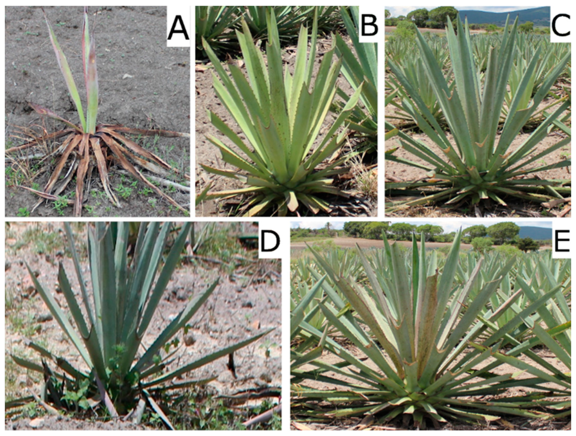 Agriculture 14 02199 g002