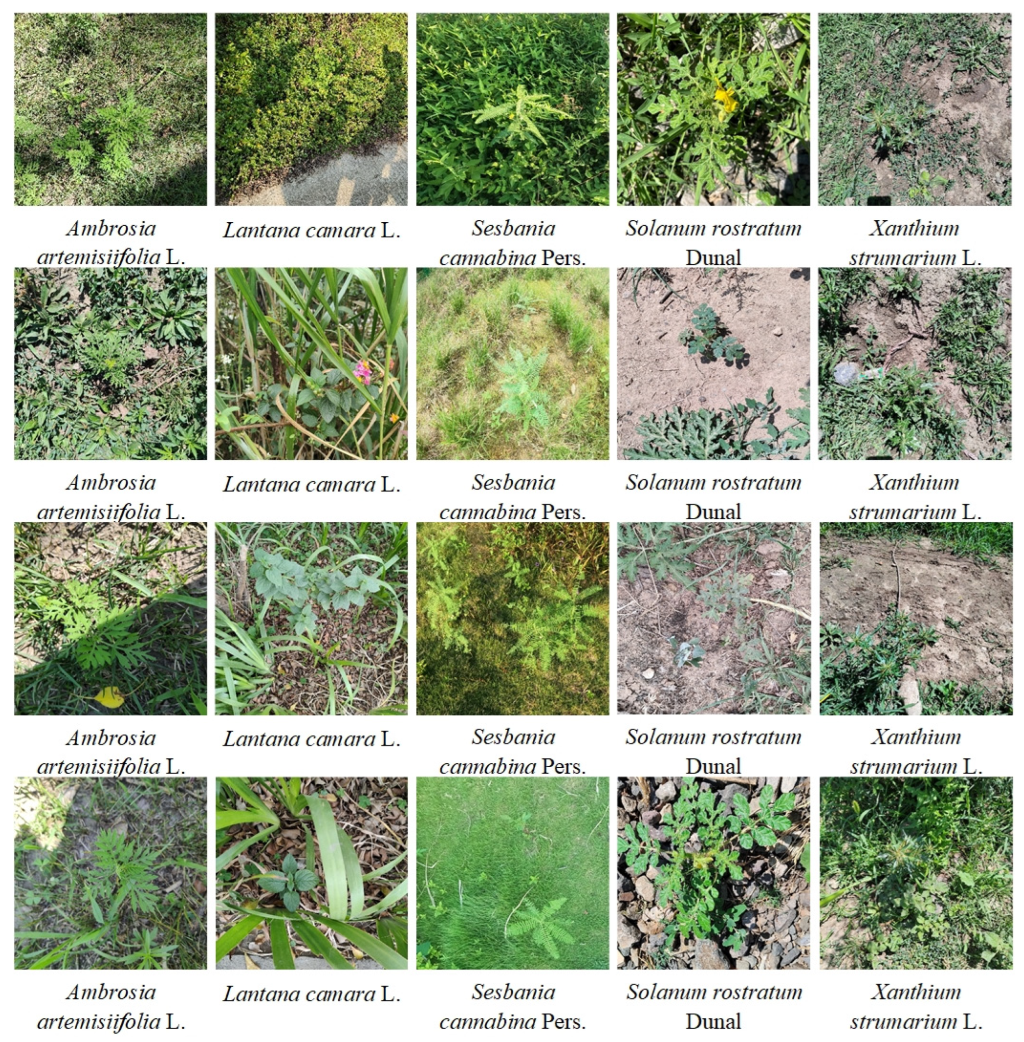 Agriculture 14 02201 g002