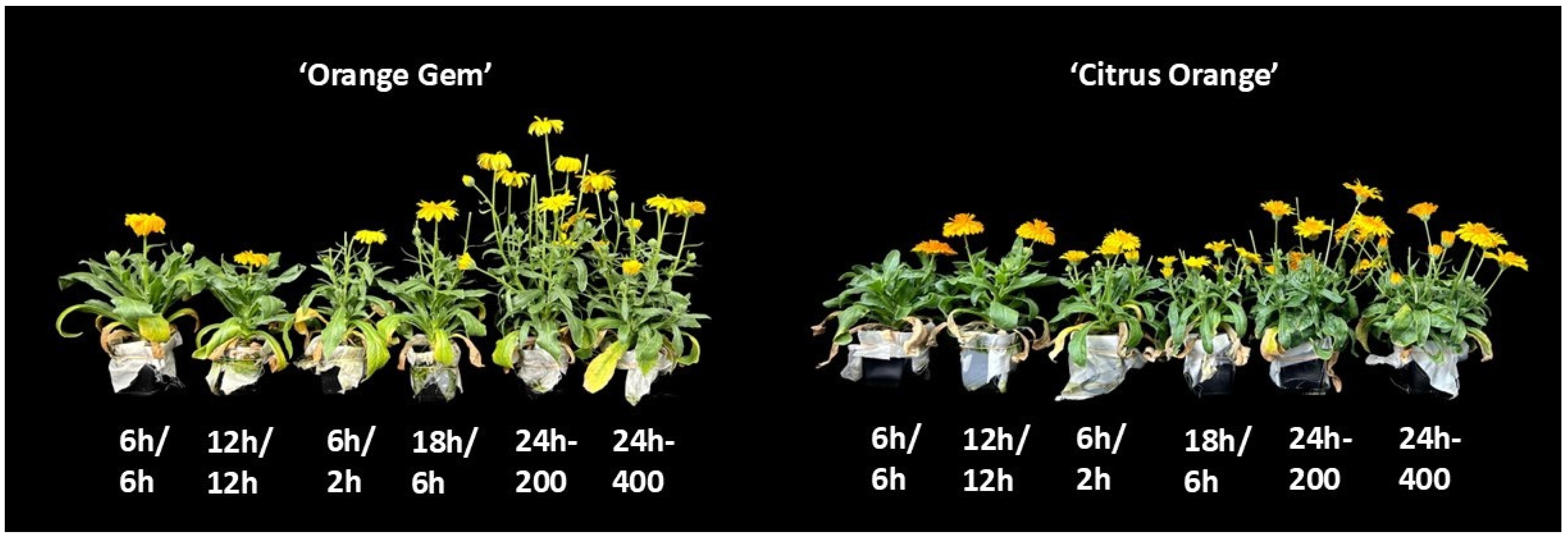 Agriculture 14 02208 g001