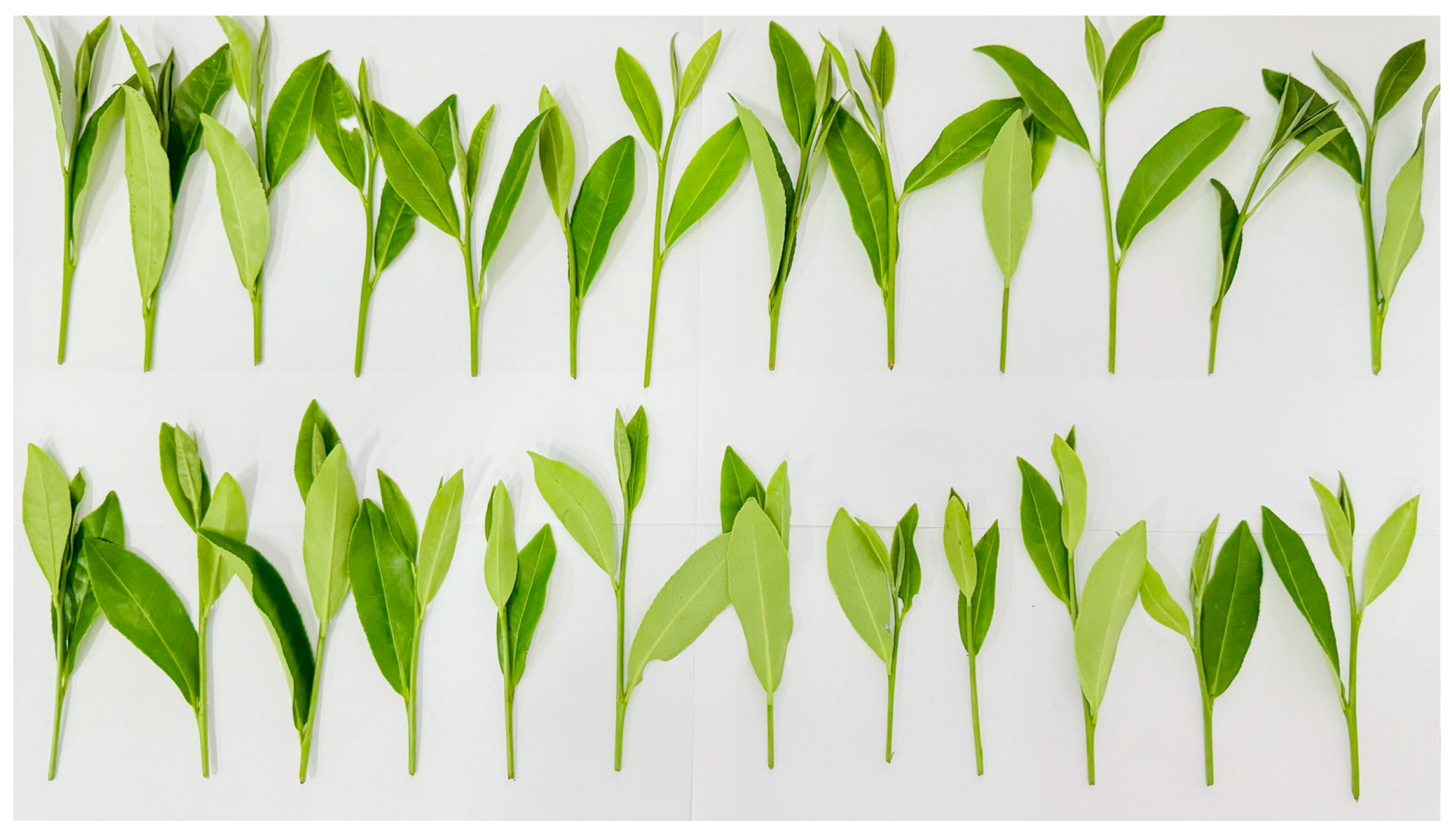 Agriculture 14 02213 g012