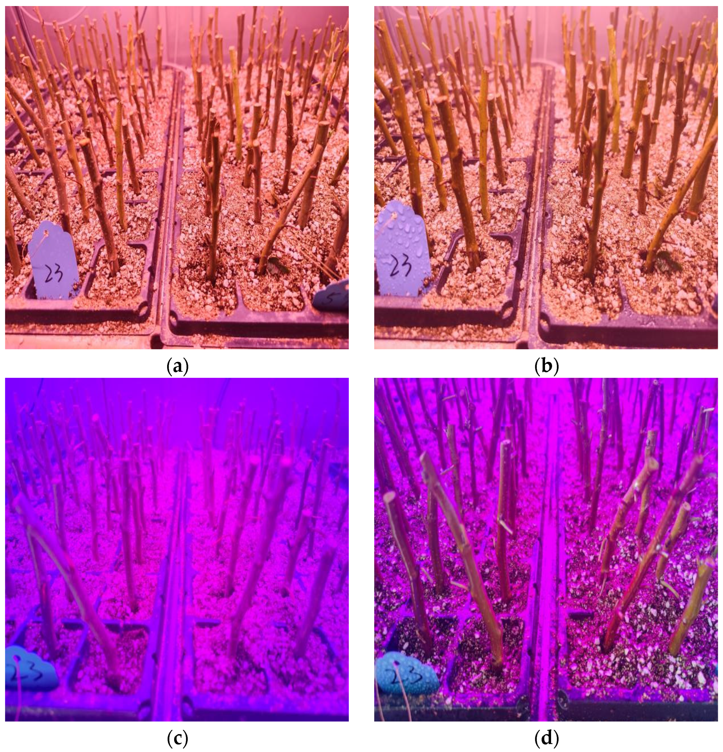 Agriculture 14 02223 g003