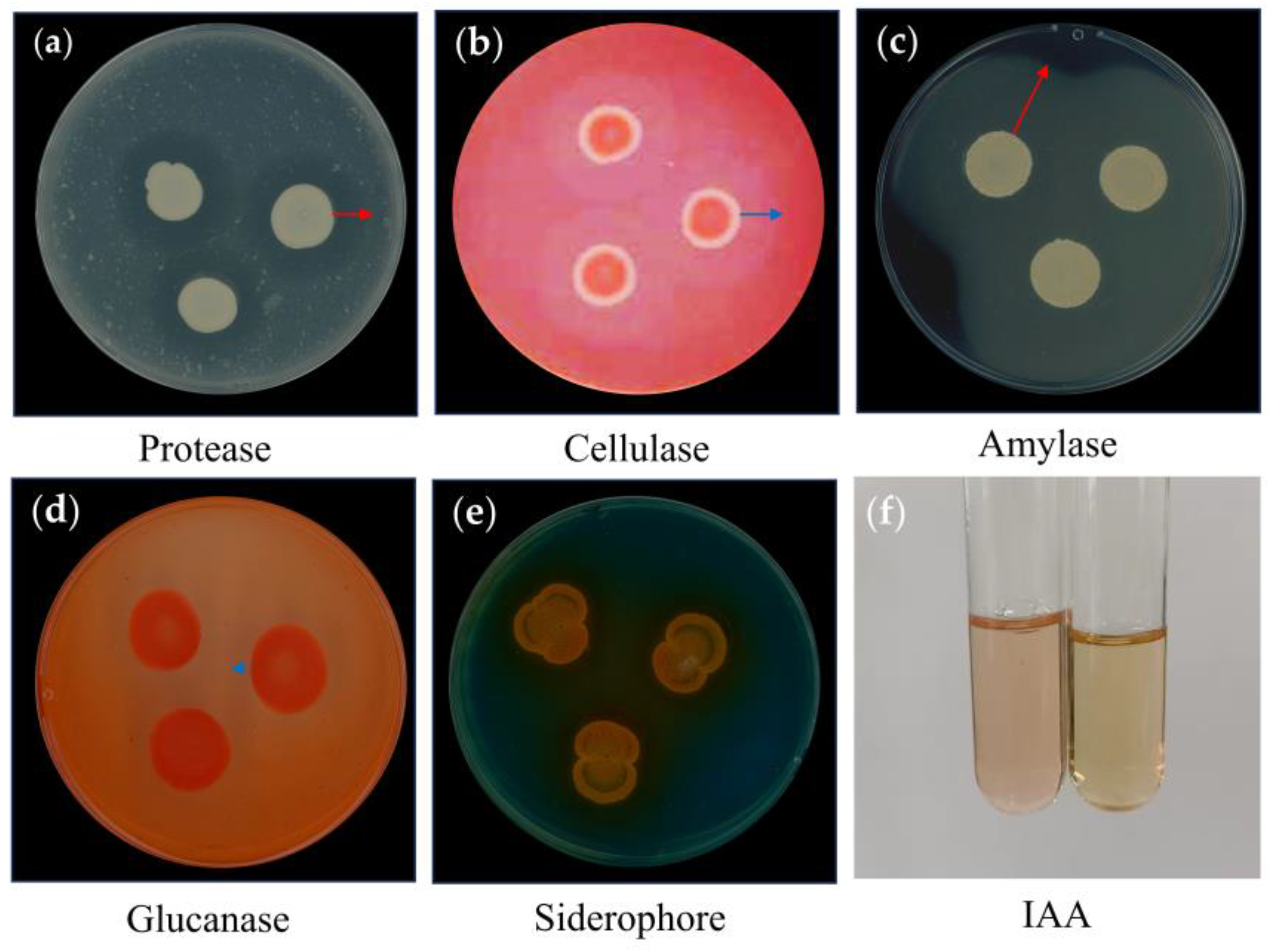Agriculture 14 02224 g006