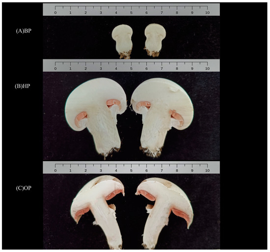 A Comparative Transcriptomic and Proteomic Analysis of the