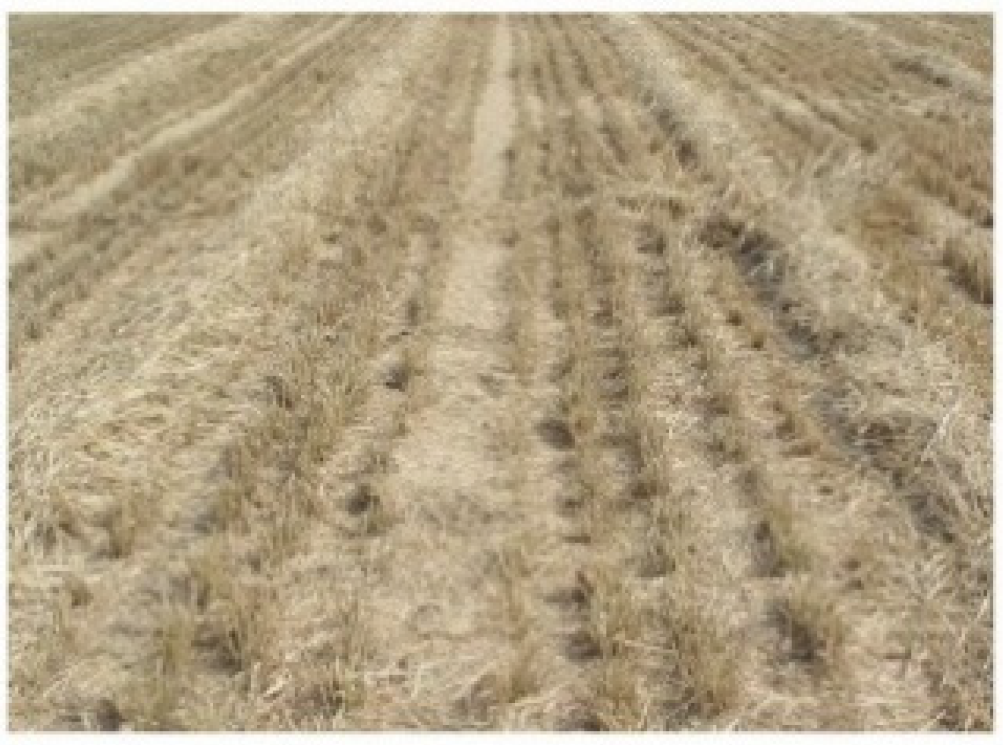 Agriculture 14 02250 g010