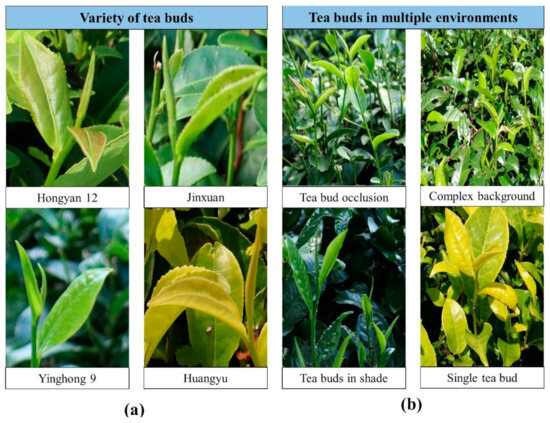 RT-DETR-Tea: A Multi-Species Tea Bud Detection Model for Unstructured ...