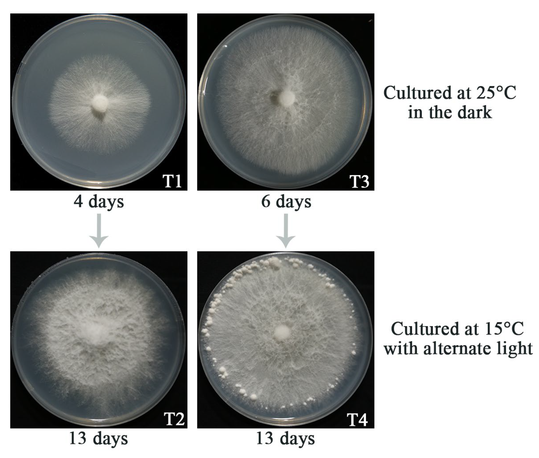 Agriculture 14 02277 g001