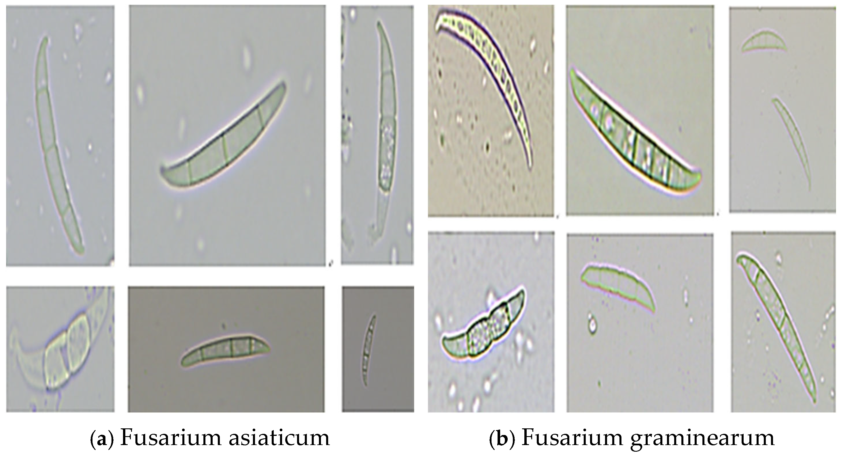 Agriculture 14 02278 g001