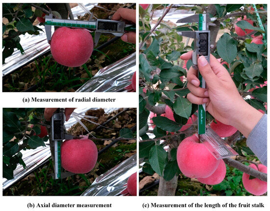 THE RECORD OF G -1.0 アートブック Simulation and Experiment of Optimal Conditions for Apple
