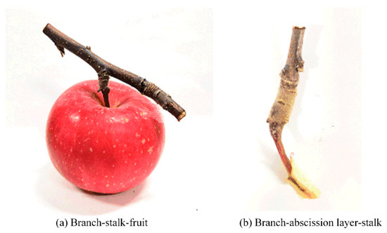 Simulation and Experiment of Optimal Conditions for Apple