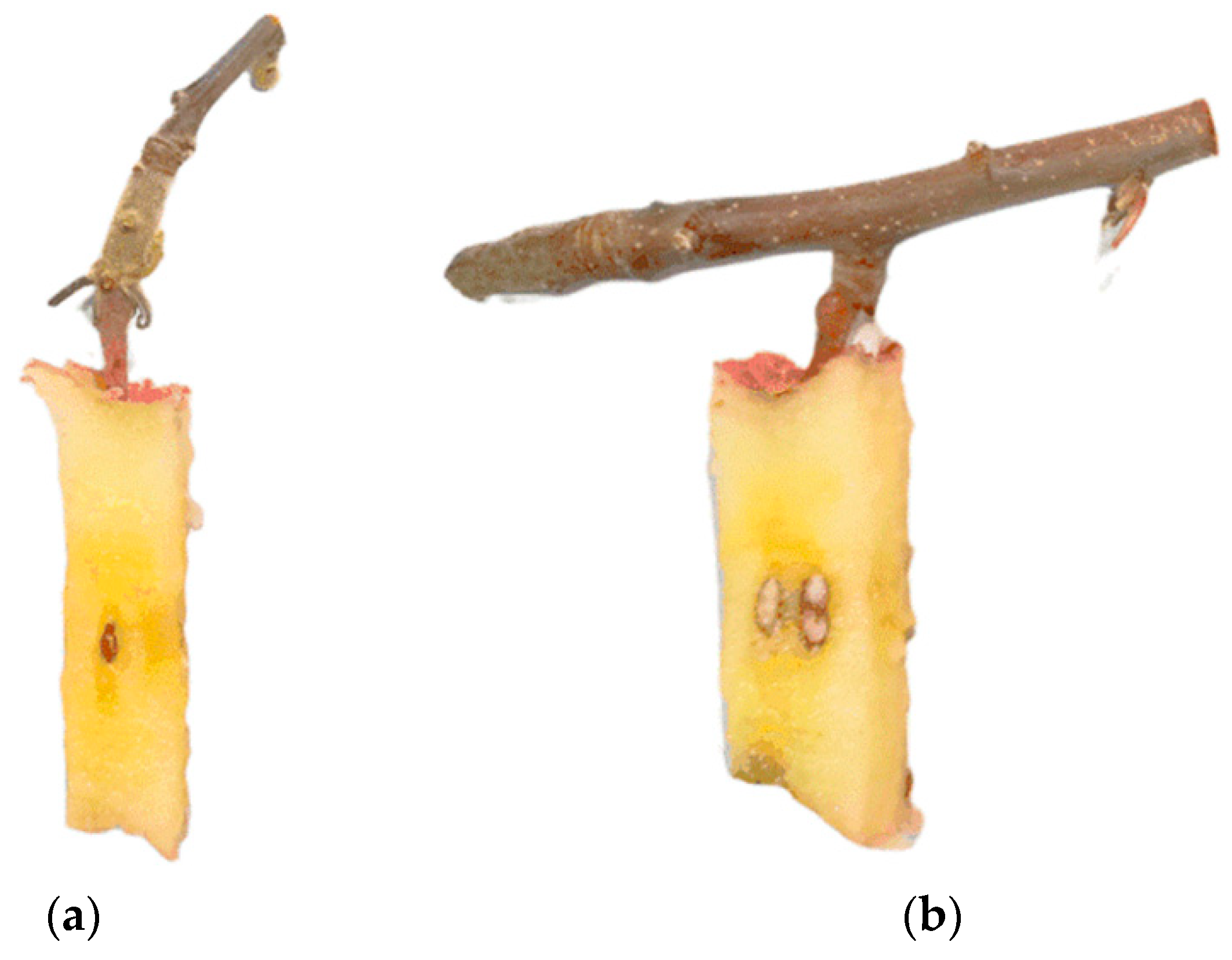 Agriculture 14 02280 g012