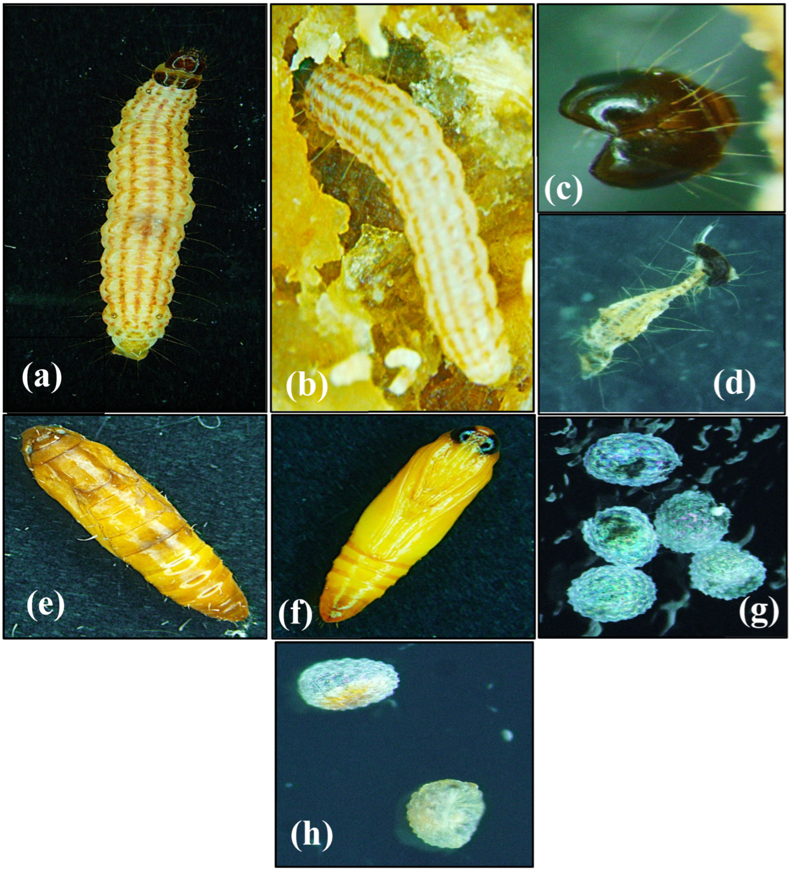 Agriculture 14 02295 g001 Agriculture 14 02295 g001