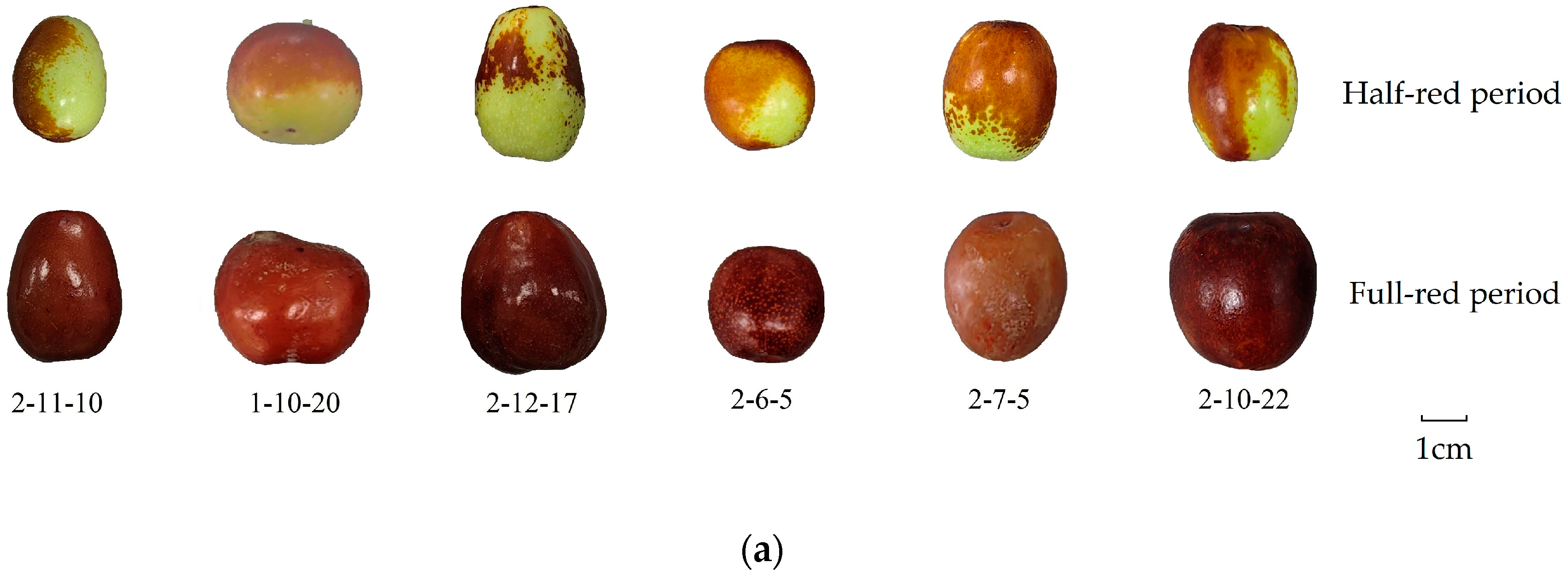 Agriculture 14 02304 g003a