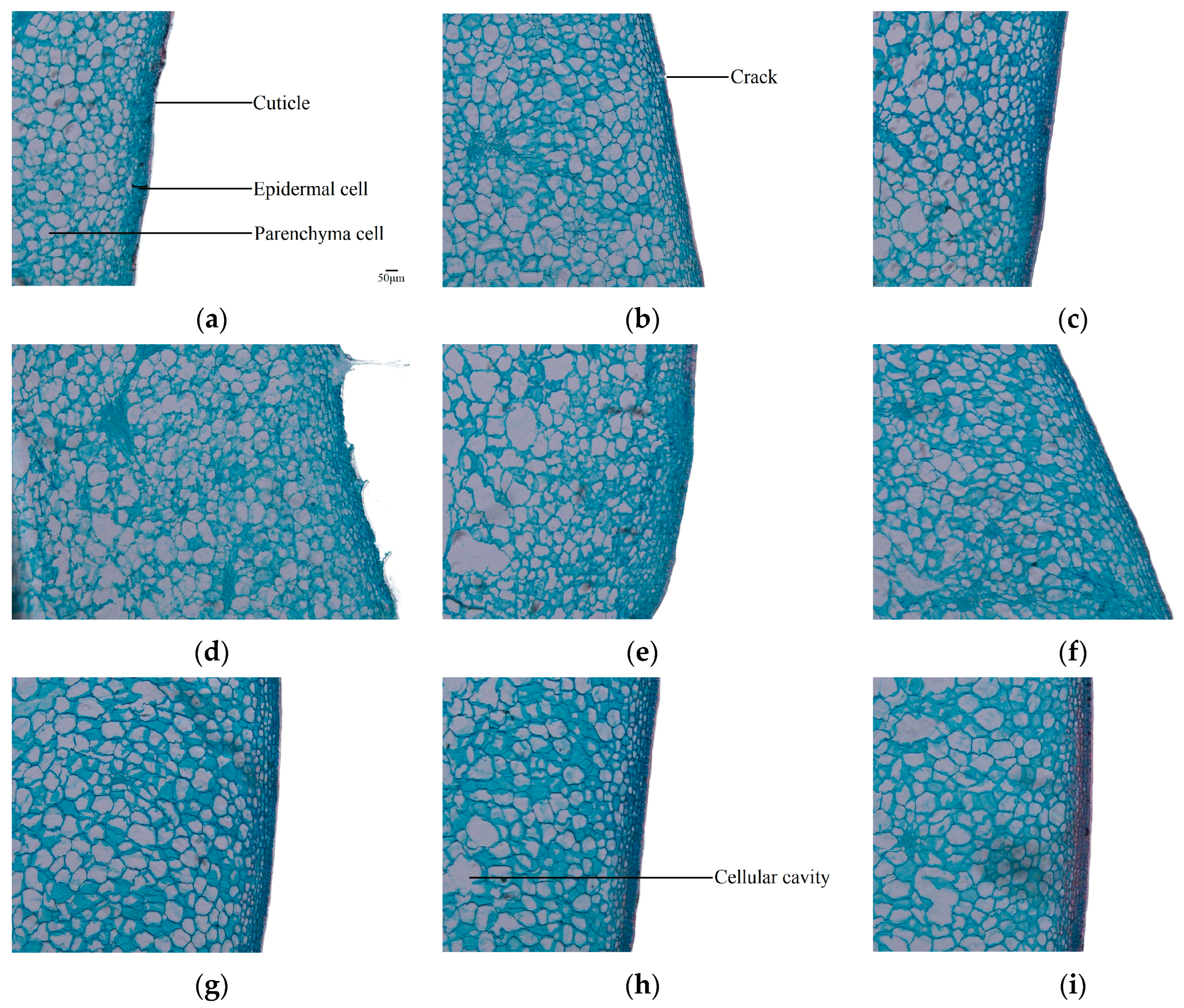 Agriculture 14 02304 g005a