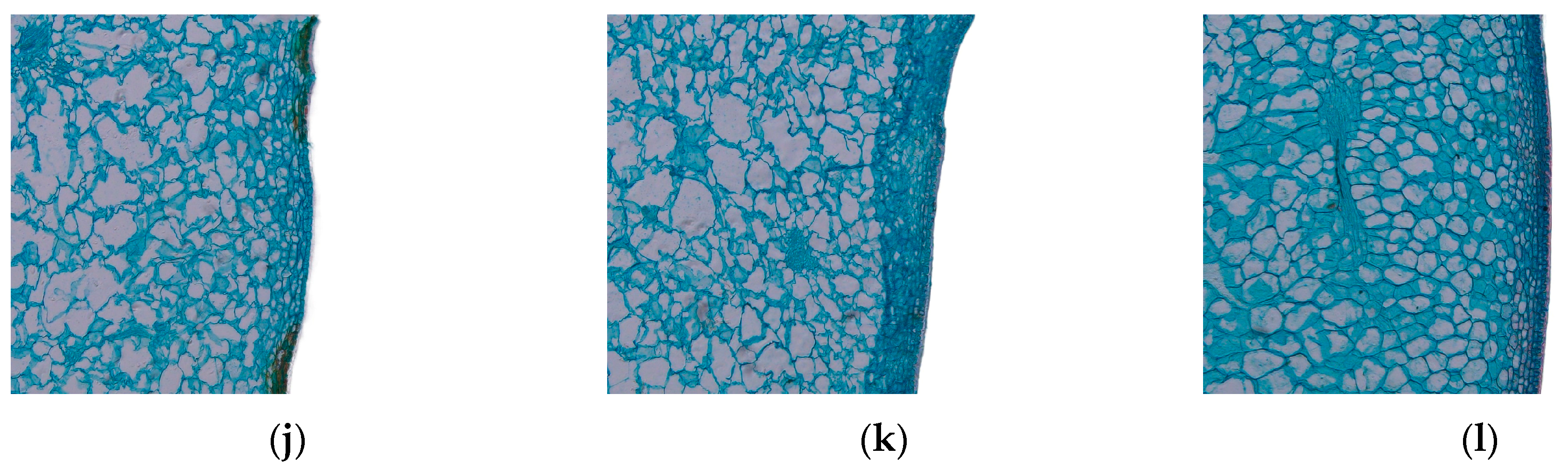 Agriculture 14 02304 g005b