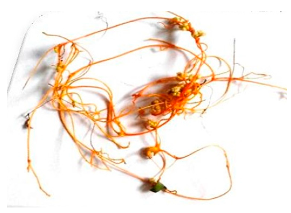 Agriculture 14 02313 g001