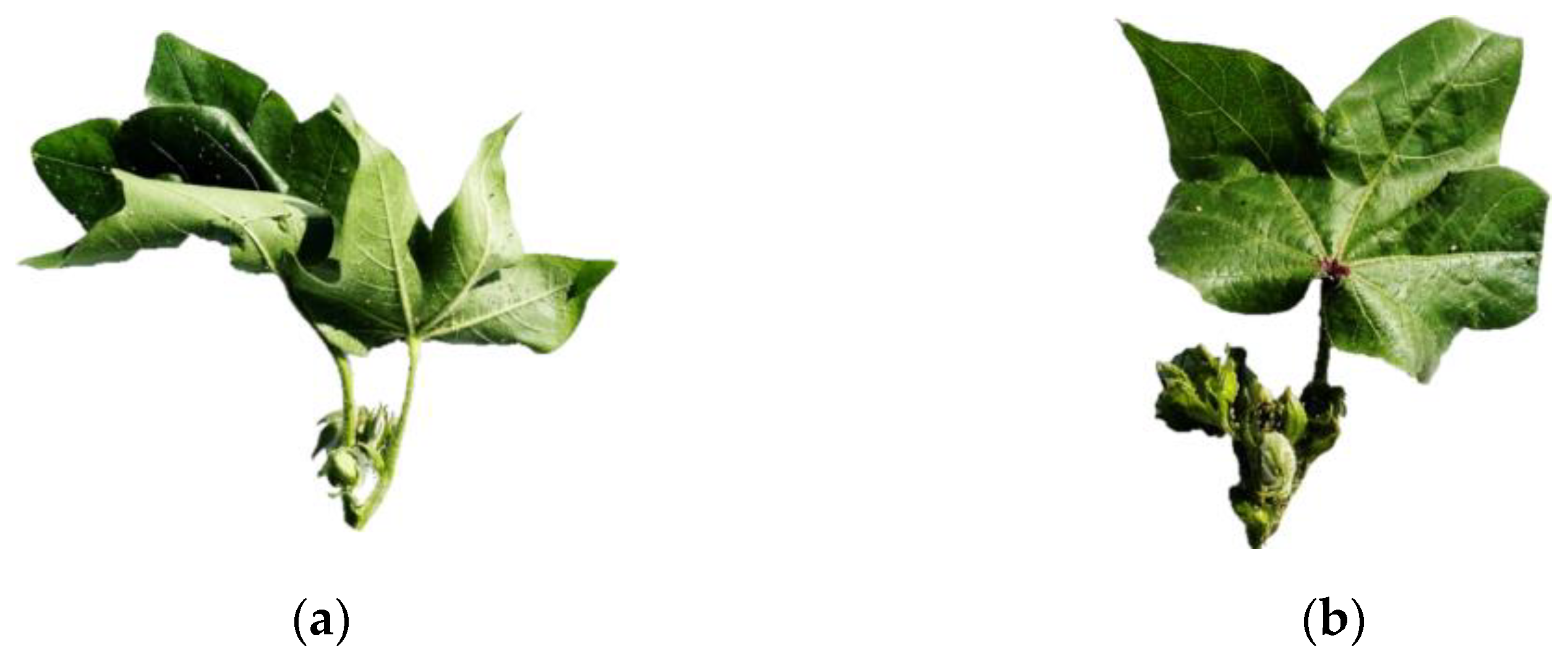 Agriculture 14 02341 g022