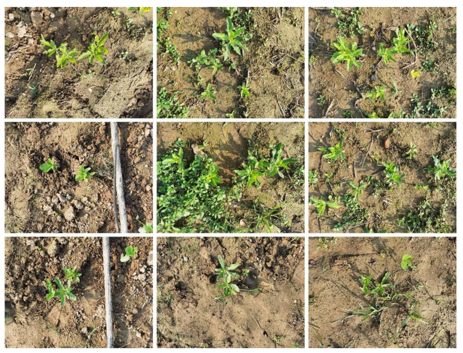 Agriculture 14 02357 g001