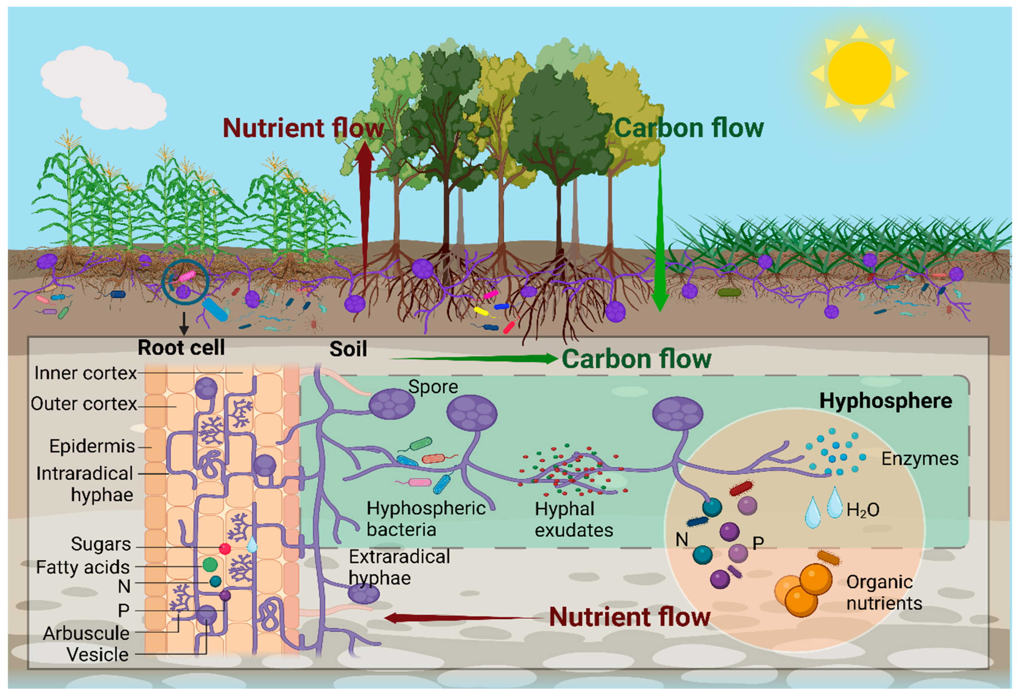 Agriculture 14 02361 g002
