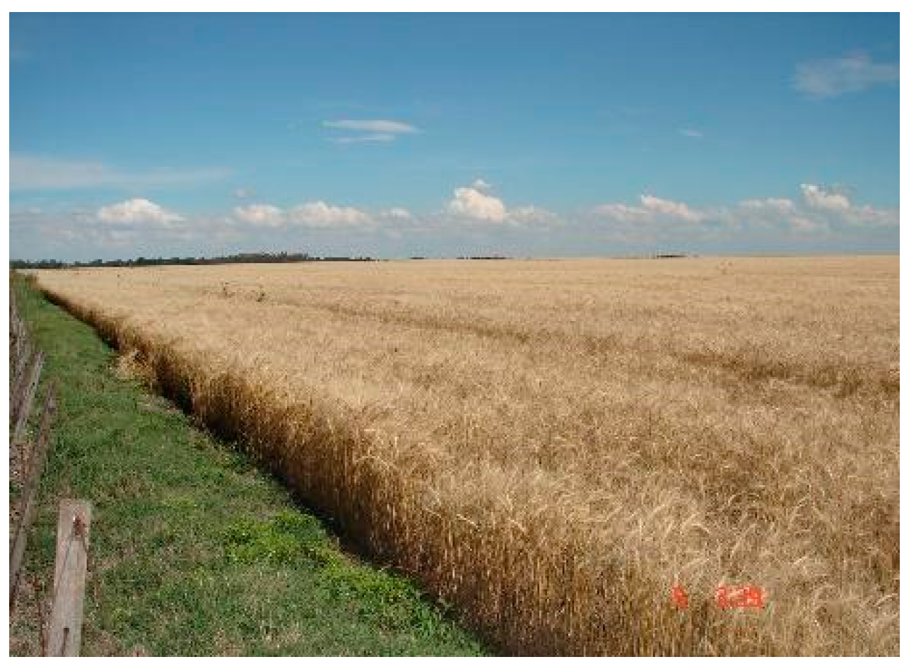 Agriculture 14 02368 g003