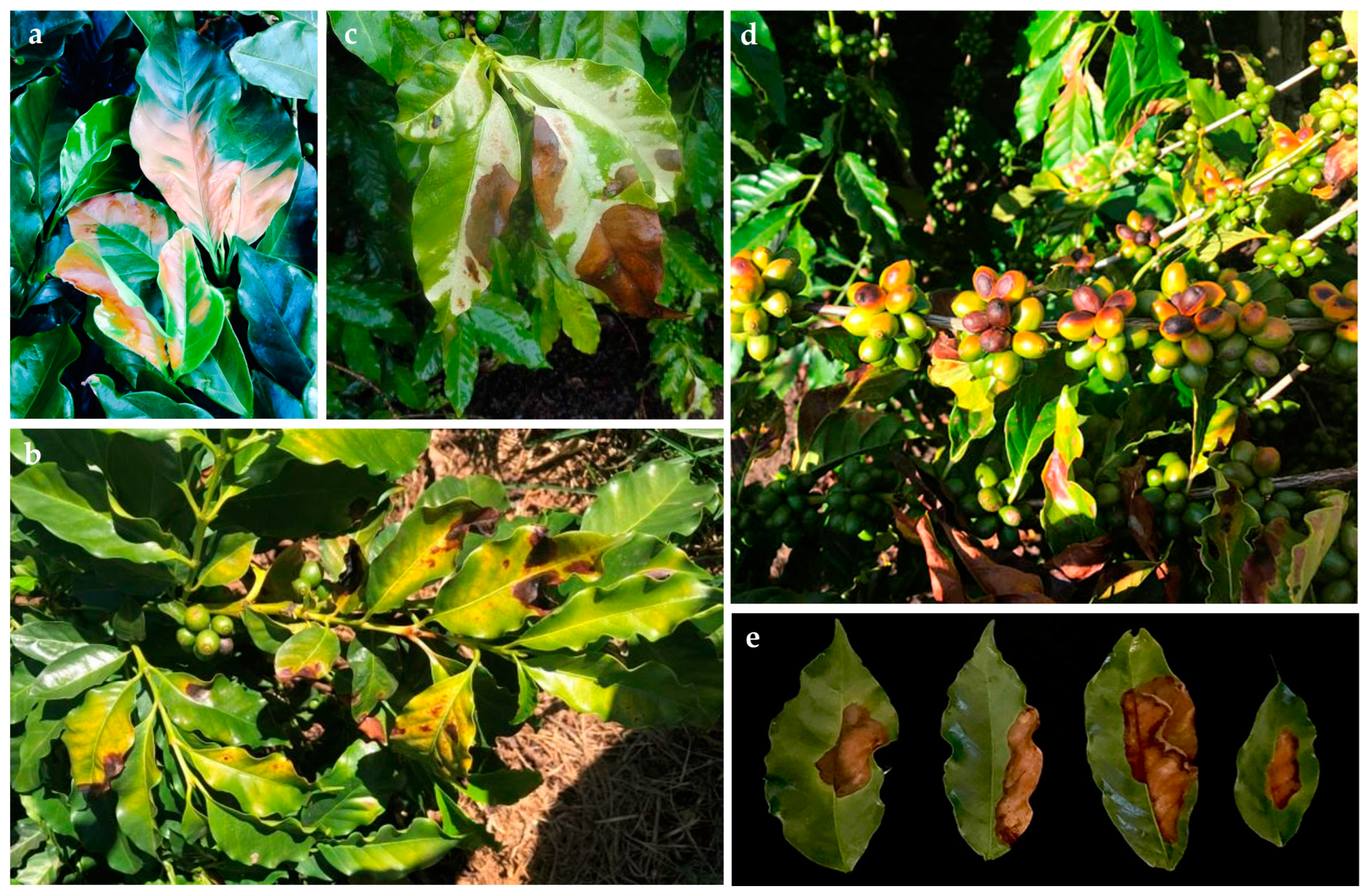 Agriculture 15 00009 g005