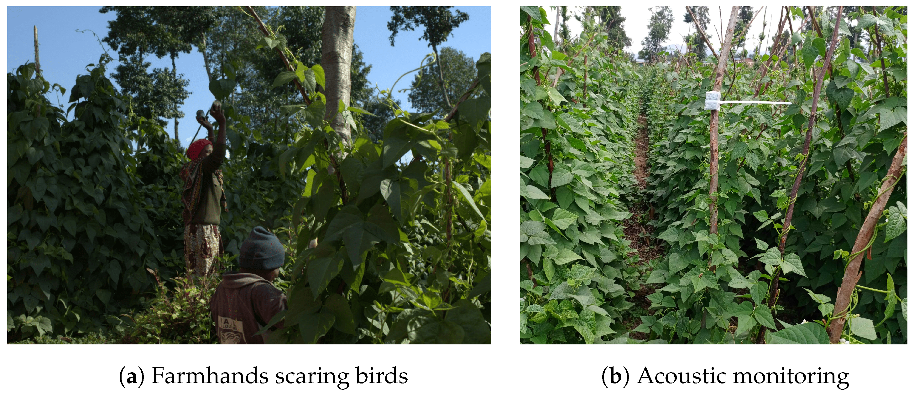 Agriculture 15 00010 g001