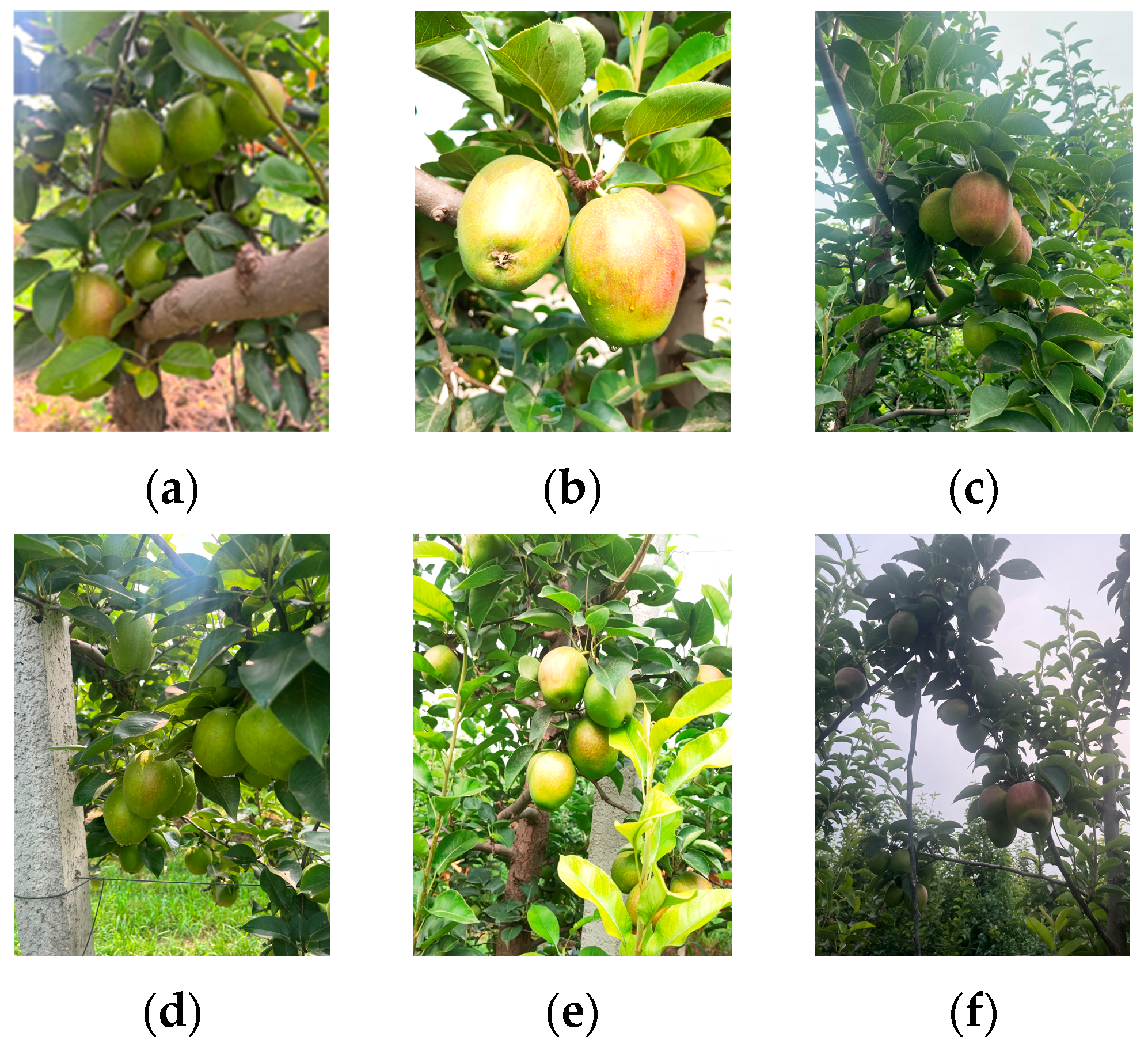 Agriculture 15 00024 g001