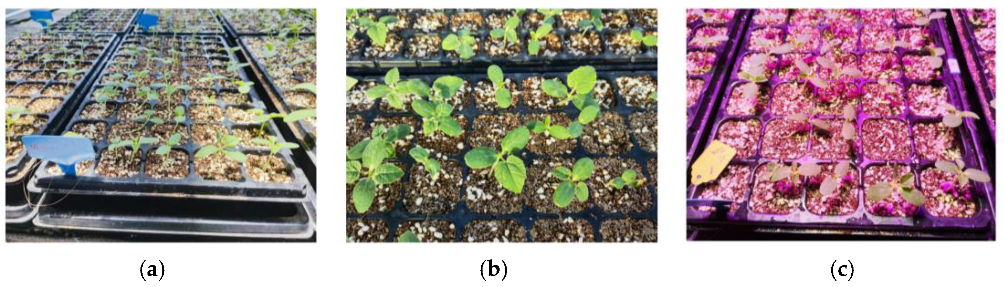 Agriculture 15 00028 g006