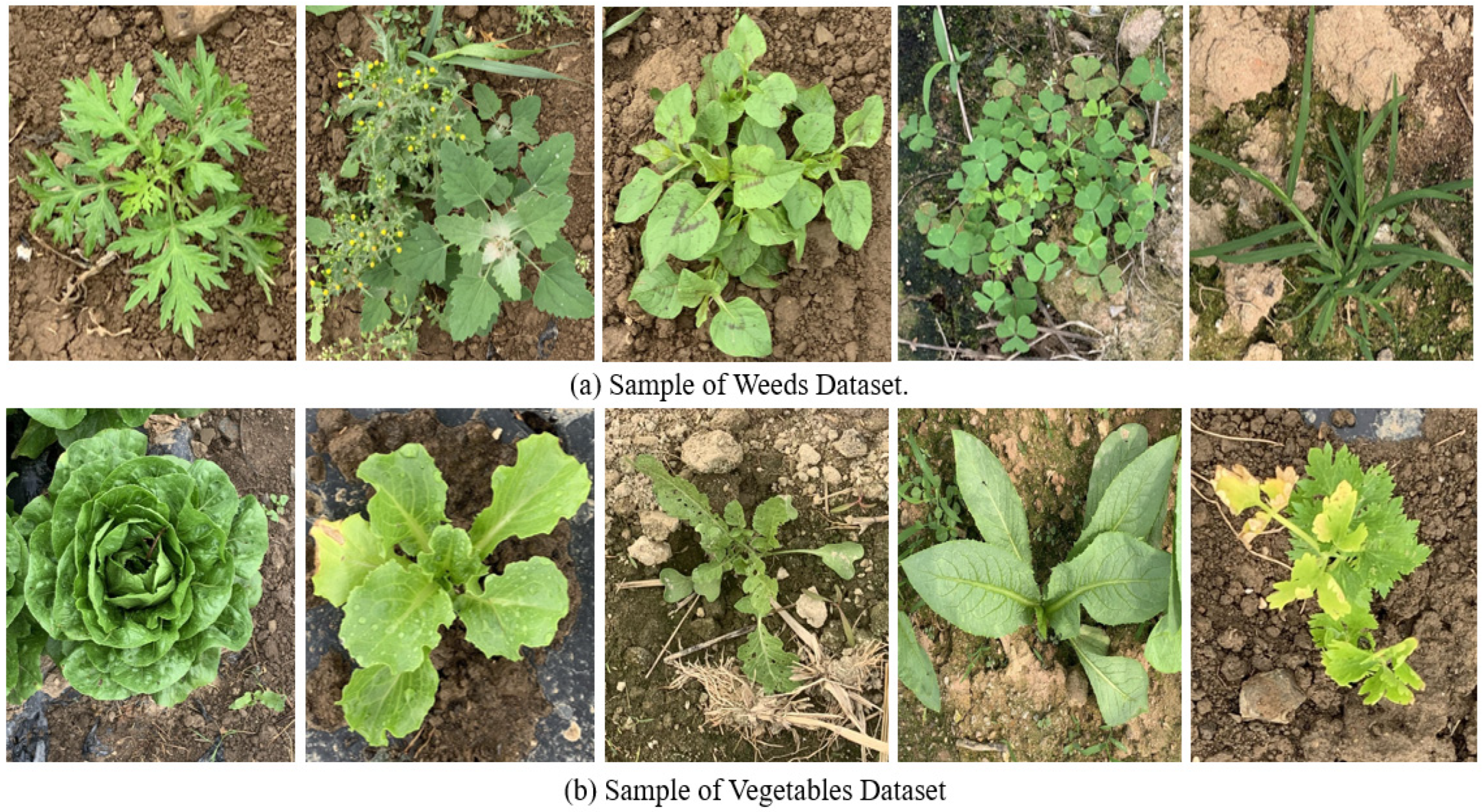 Agriculture 15 00037 g002