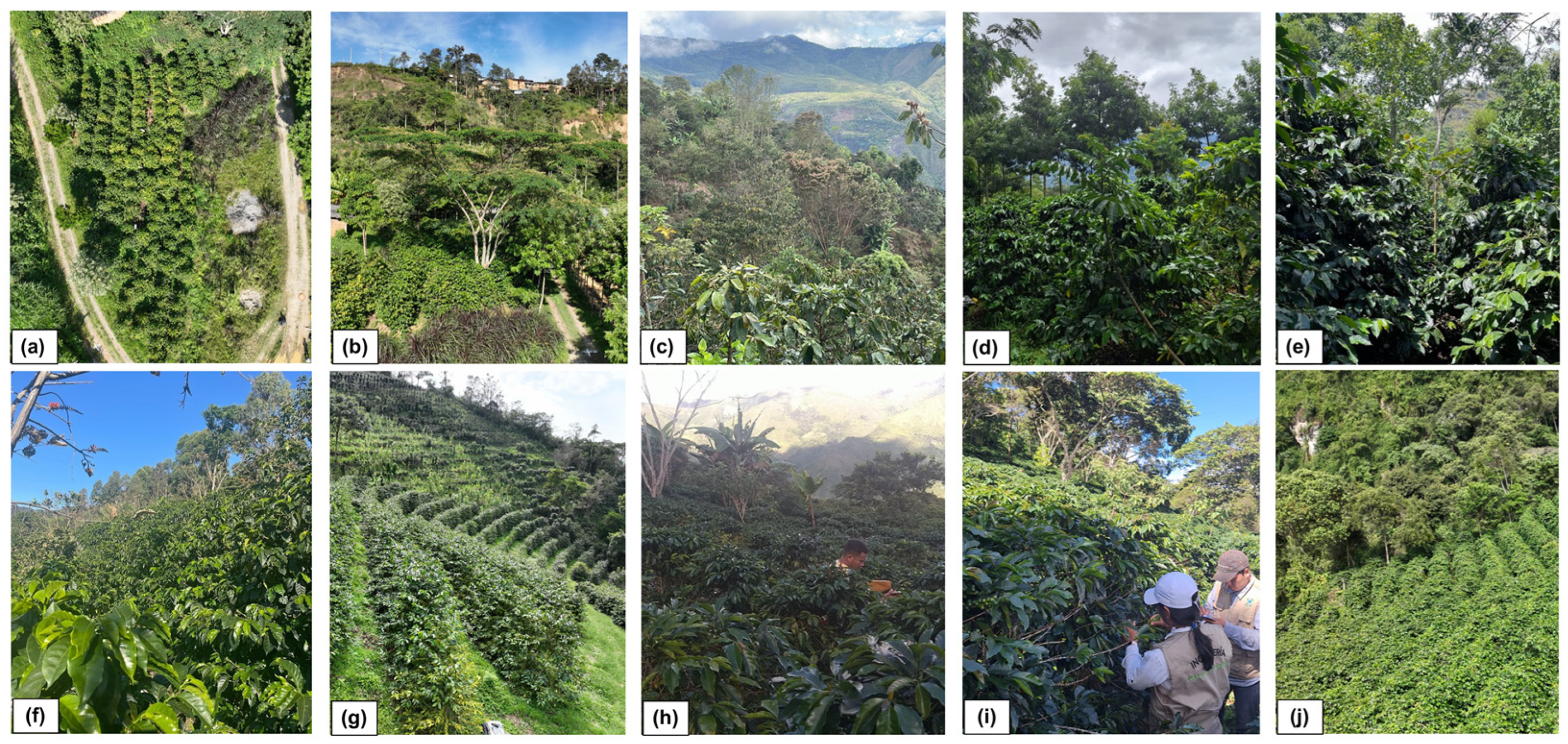 Agriculture 15 00039 g006