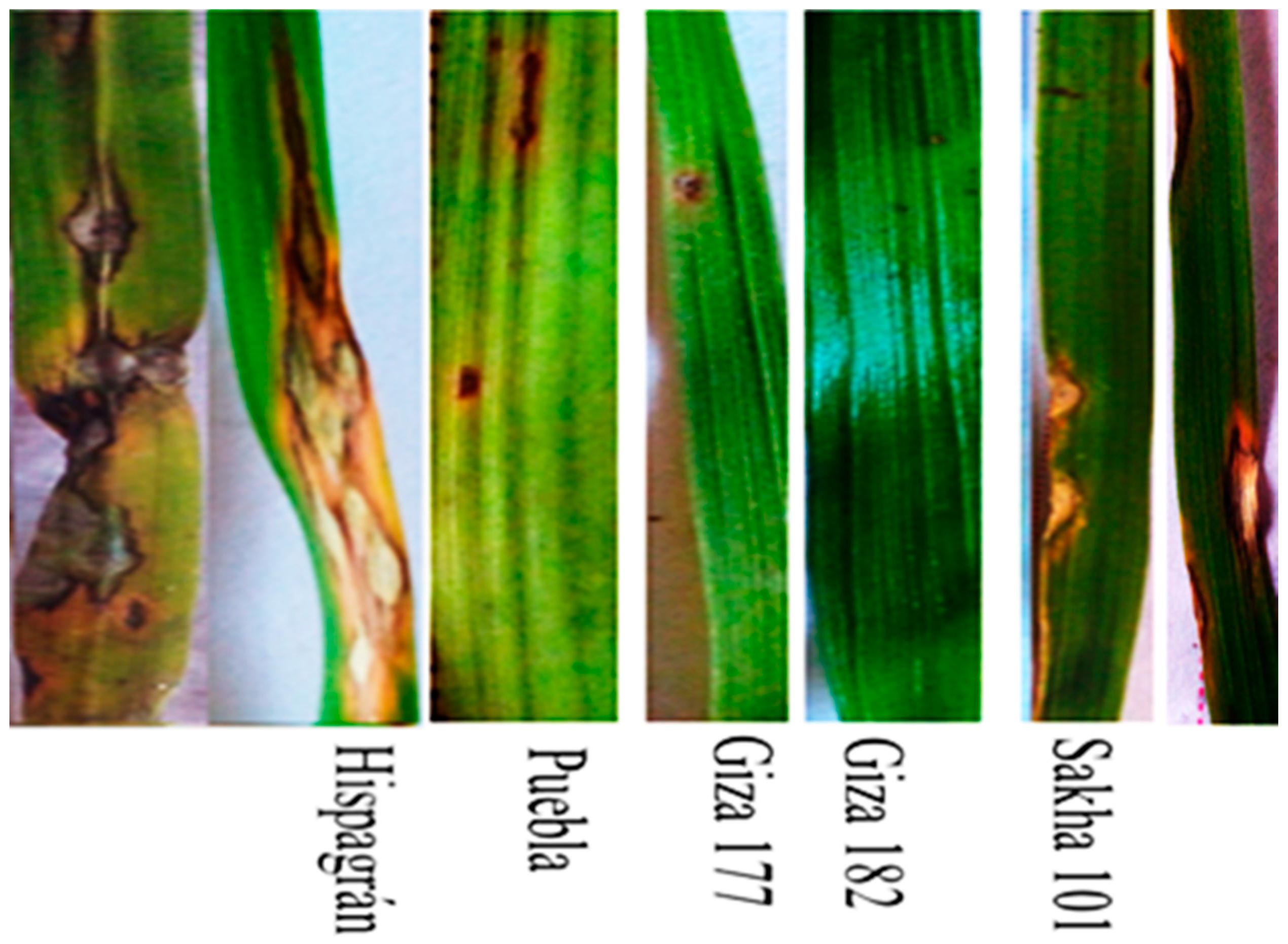 Agriculture 15 00061 g003
